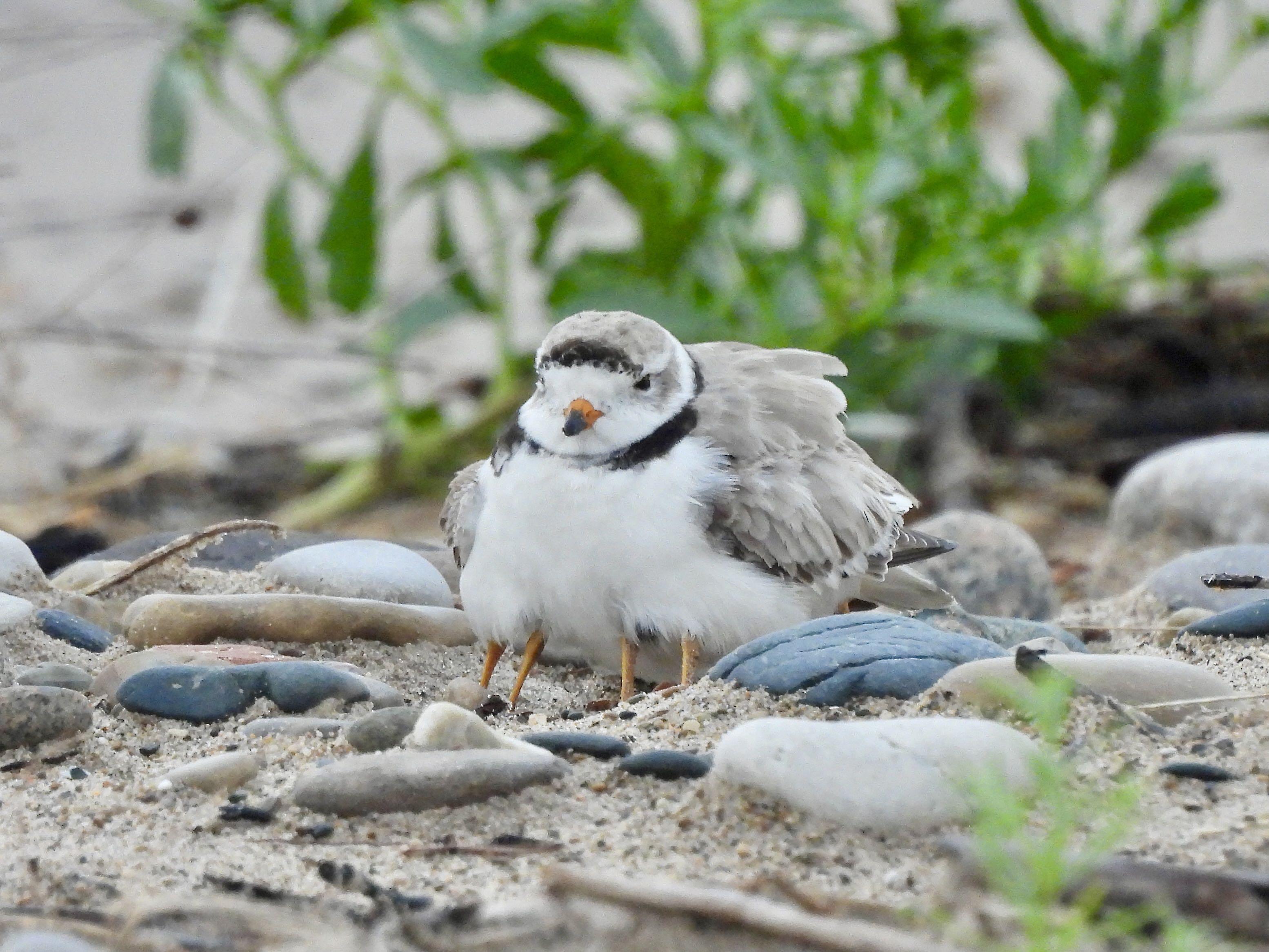 Devoted papa Pepper shelters his three chicks during a storm in summer 2026. (Courtesy of Carolyn Lueck)