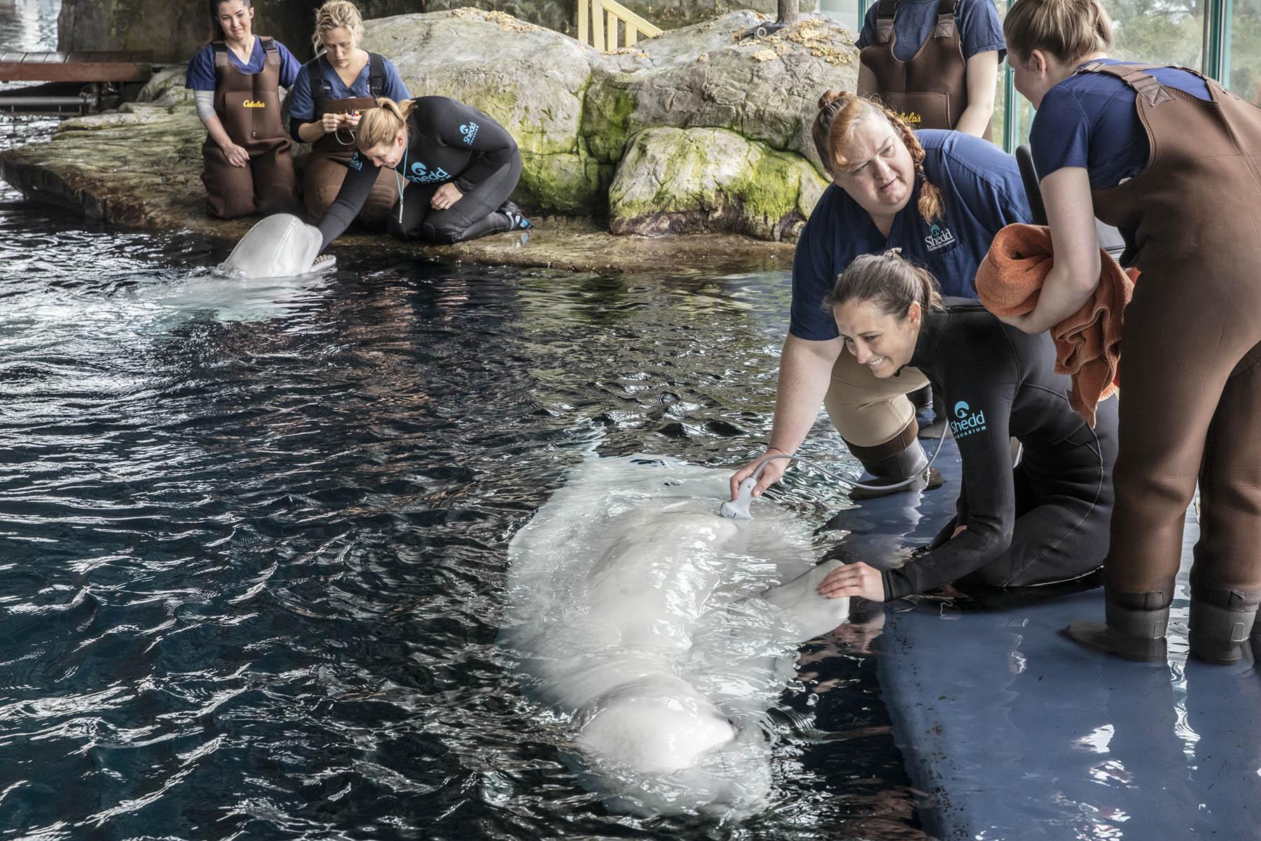 Shedd Aquarium’s veterinary team perform a routine ultrasound on Mauyak, a 38-year-old beluga whale, to check in on her developing calf. (Brenna Hernandez / Shedd Aquarium) 