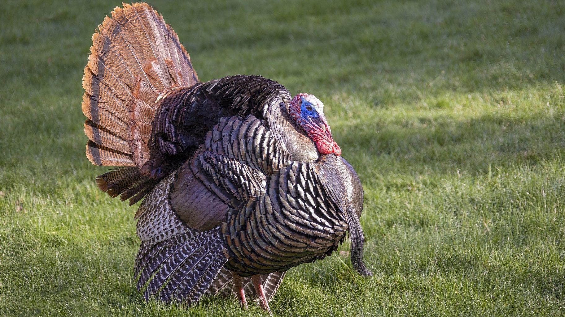 There are five subspecies of North American wild turkeys. The eastern wild turkey is the only one found in Illinois. (Mohann / Pixabay)