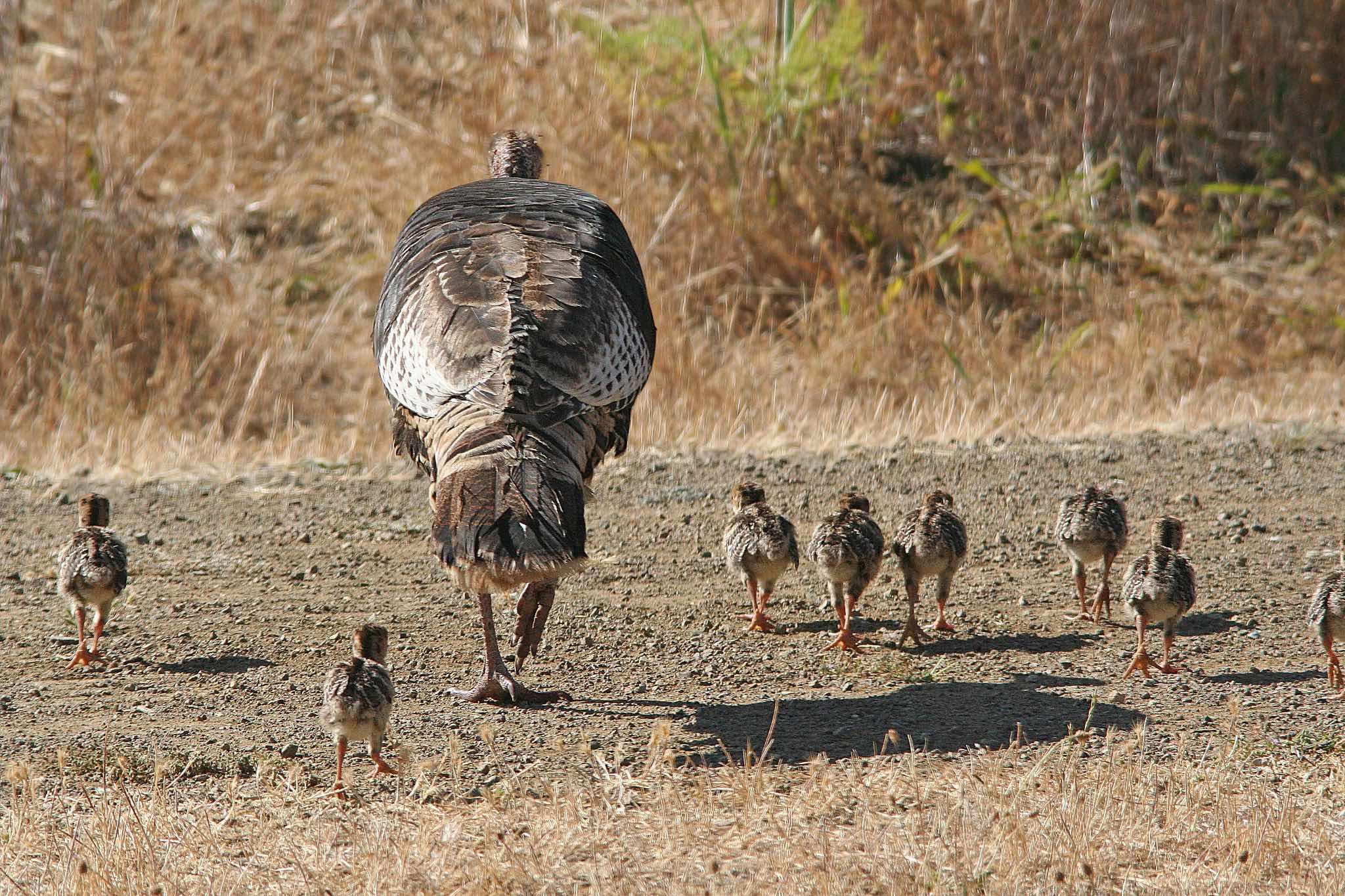 Wild turkey mom with chicks. (Alan Schmierer / Flickr Creative Commons)