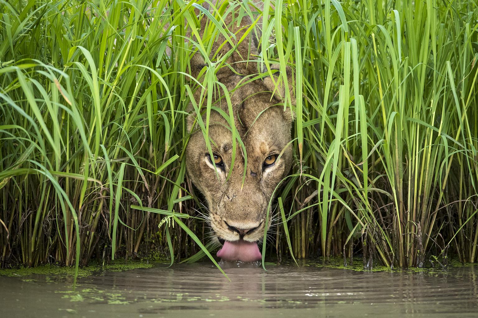 A lioness drinks from a waterhole in Zambia’s South Luangwa National Park. (© Isak Pretorius, South Africa)
