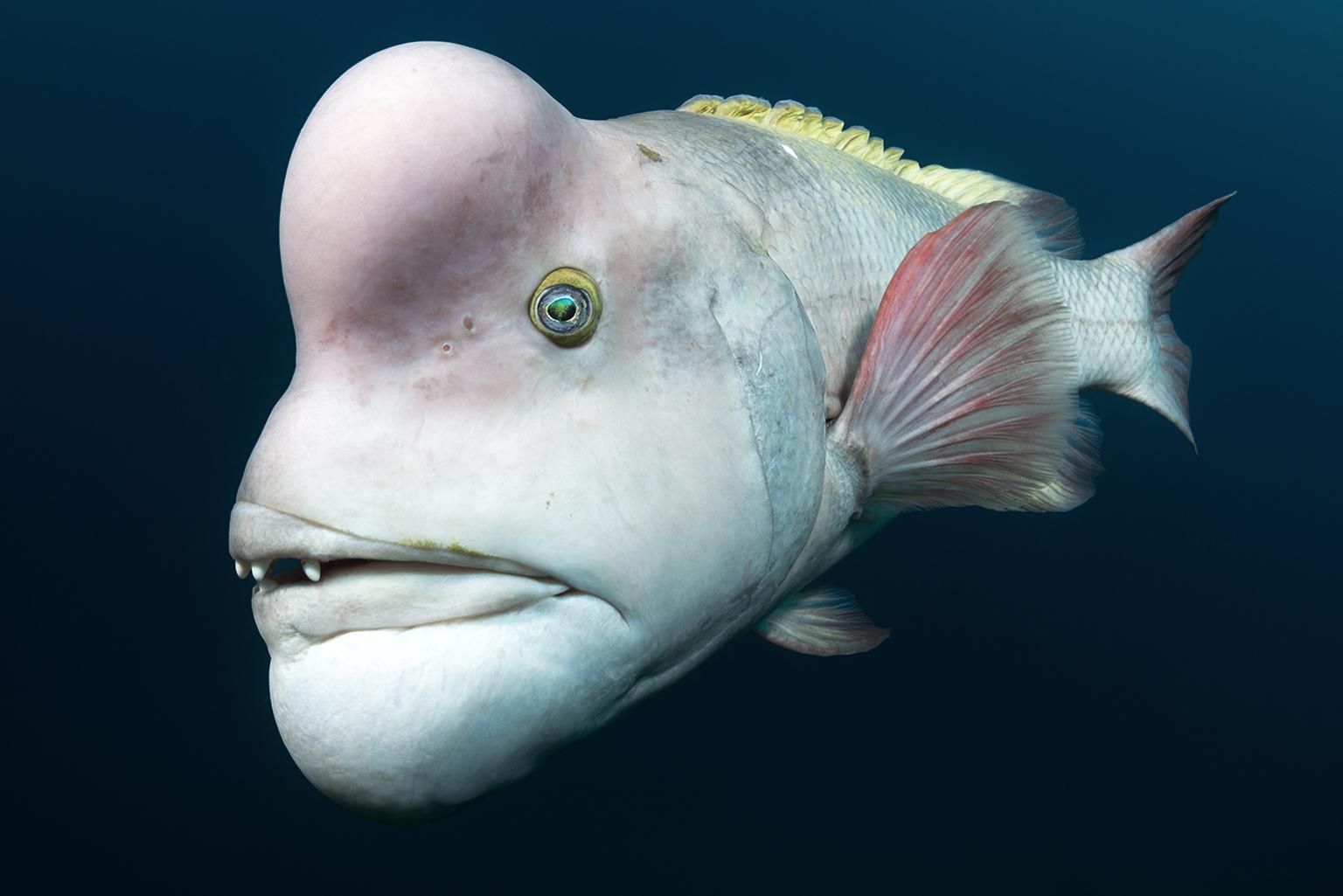 This male Asian sheepshead wrasse is looking for love off of Sado Island, Japan. He is intent on impressing females, and fending off rivals, which he will head-butt and bite. (© Tony Wu, United States of America)