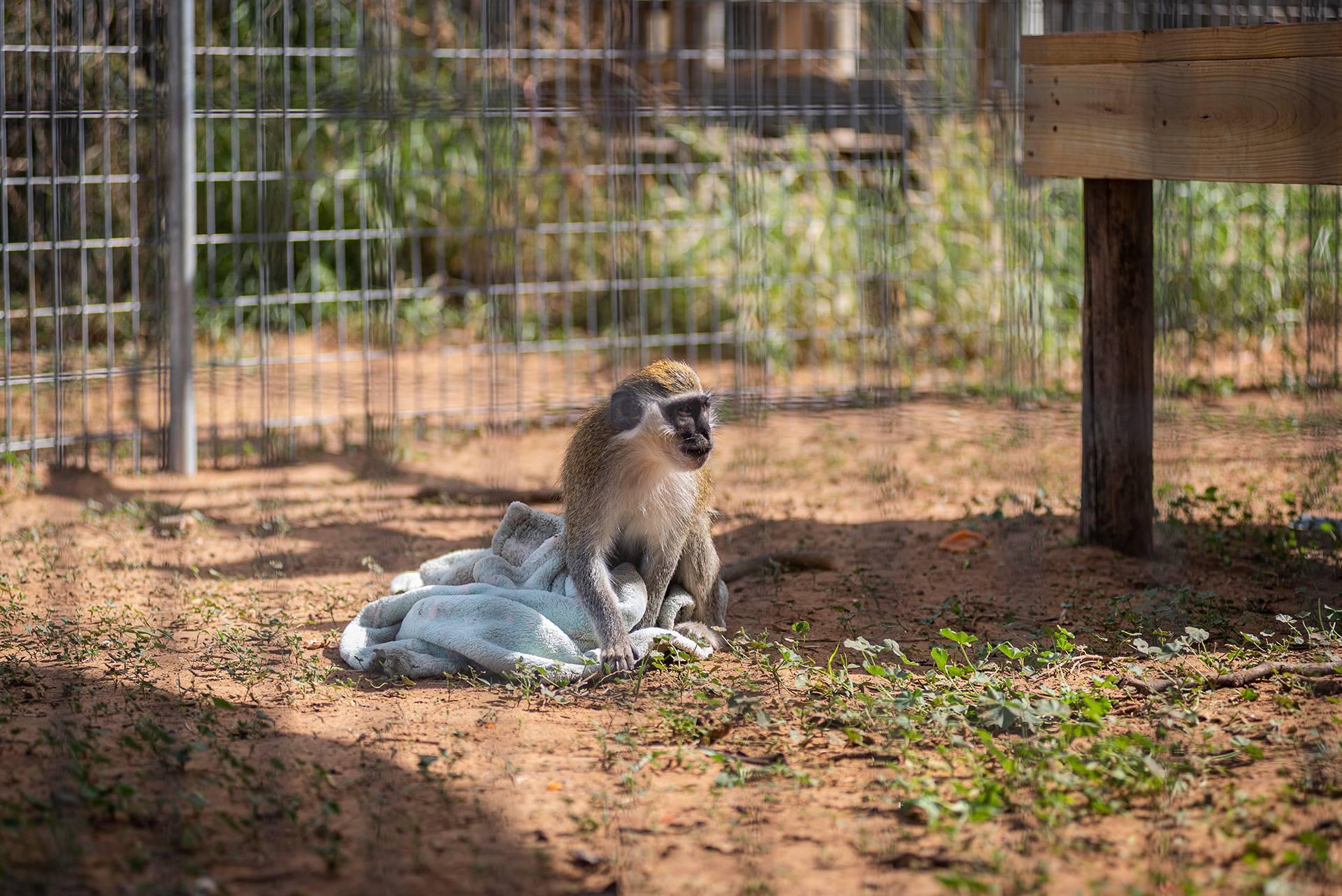 Vervet Monkeys - Born Free