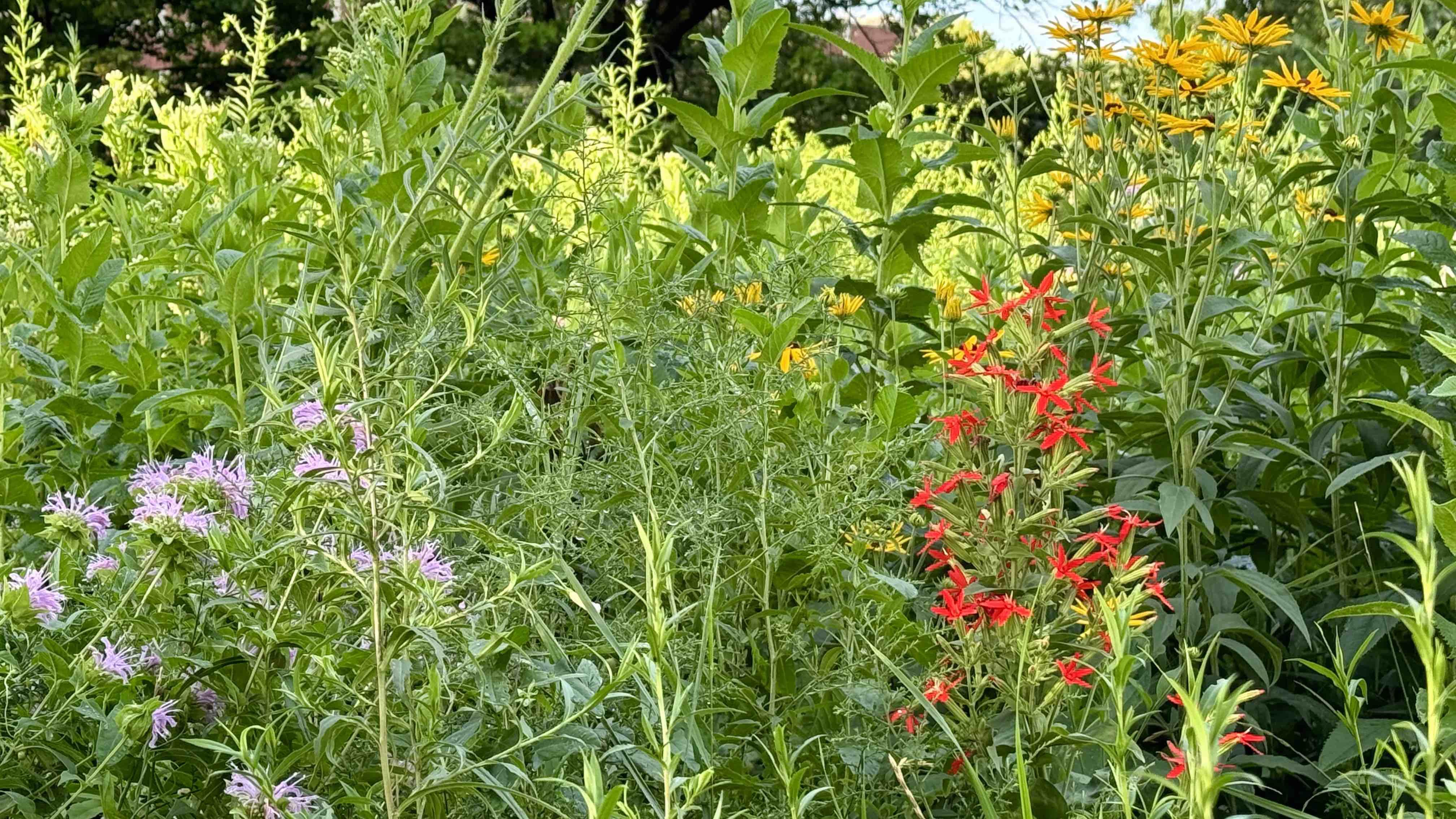 Community members kept the Chicago Park District from mowing other areas of Winnemac Park. This section is still in full bloom. (Patty Wetli / WTTW News)