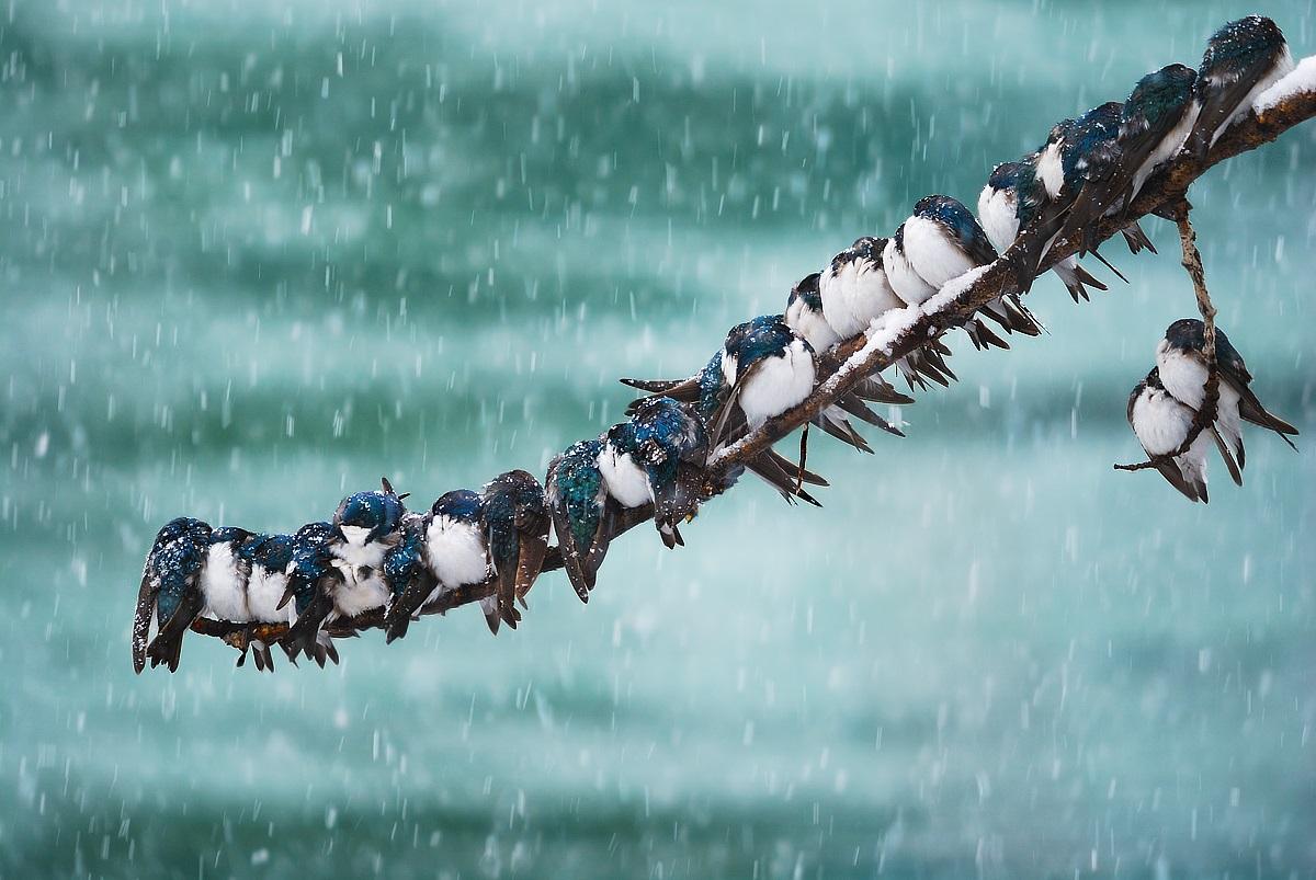 Swallows huddled together during a snowstorm (Keith Williams / Flickr)