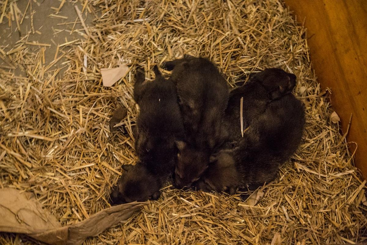 Four red wolf pups were born April 13 at Lincoln Park Zoo. (Christopher Bijalba / Lincoln Park Zoo)