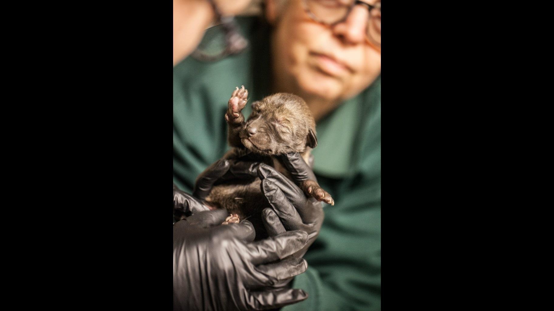 Red wolf pups like this newborn cub at Lincoln Park Zoo usually remain in the den for their first month as they nurse and gain strength. (Christopher Bijalba / Lincoln Park Zoo)