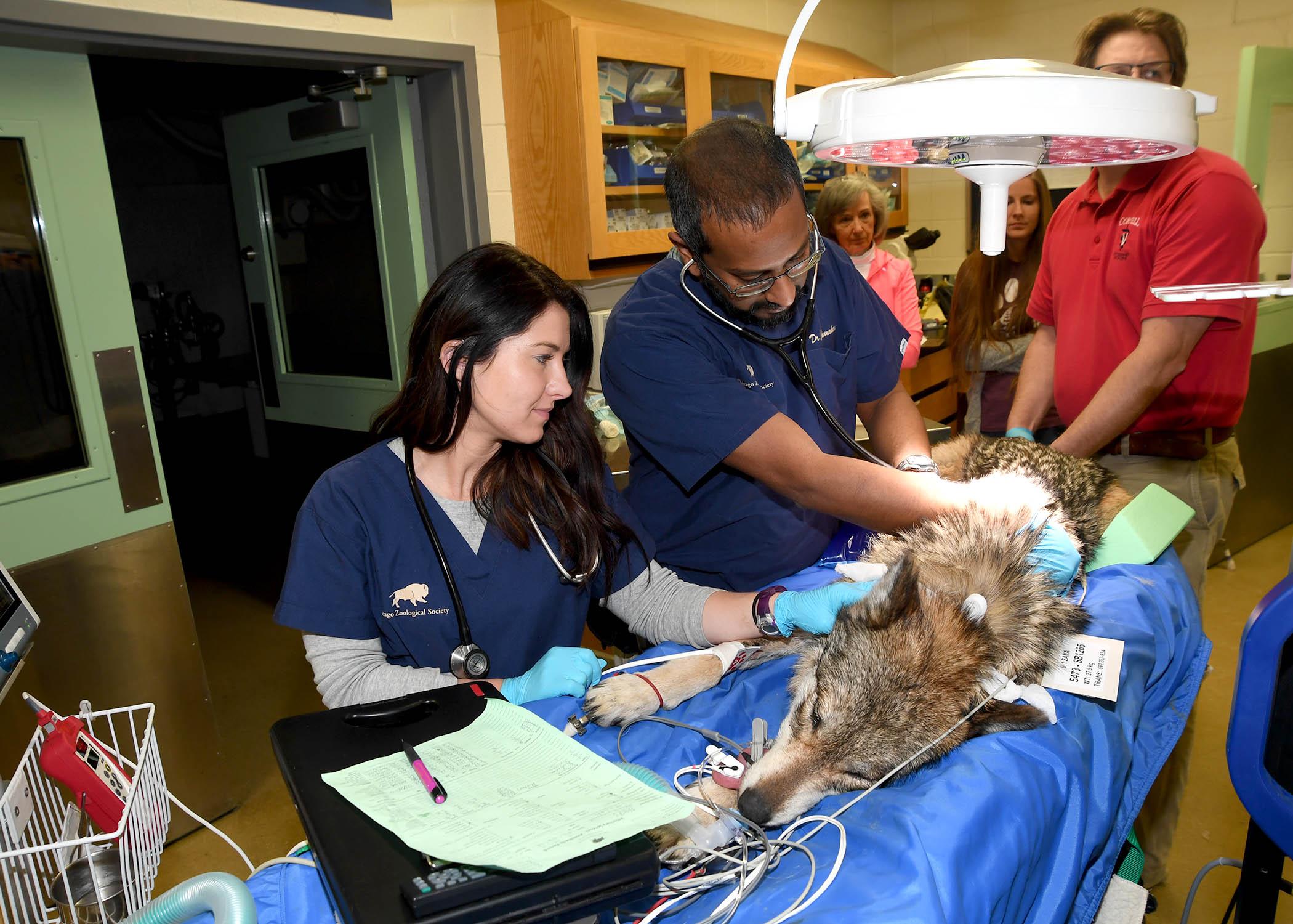 Brookfield Zoo veterinary staff monitor Zana, a 5-year-old Mexican wolf, during an artifical insemination procedure Feb. 4. (Courtesy Chicago Zoological Society)