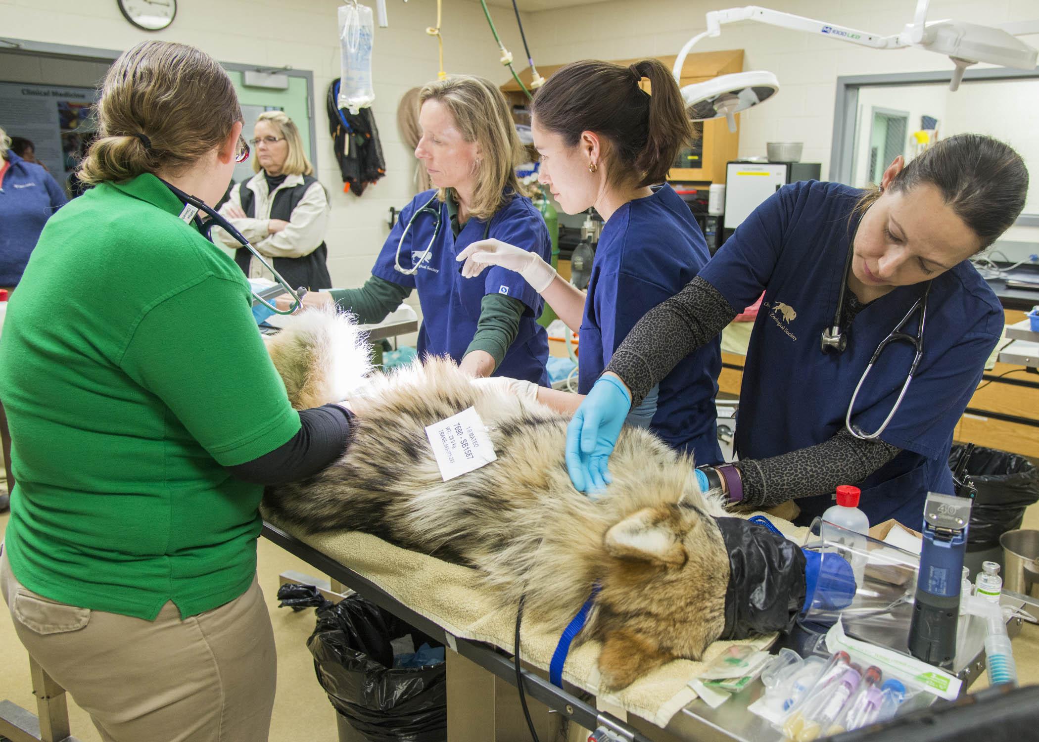 Veterinary staff prepare a Mexican wolf at Brookfield Zoo for a procedure in which his semen will be collected, frozen and banked for future use to help improve the genetic diversity of the population. (Courtesy Chicago Zoological Society)
