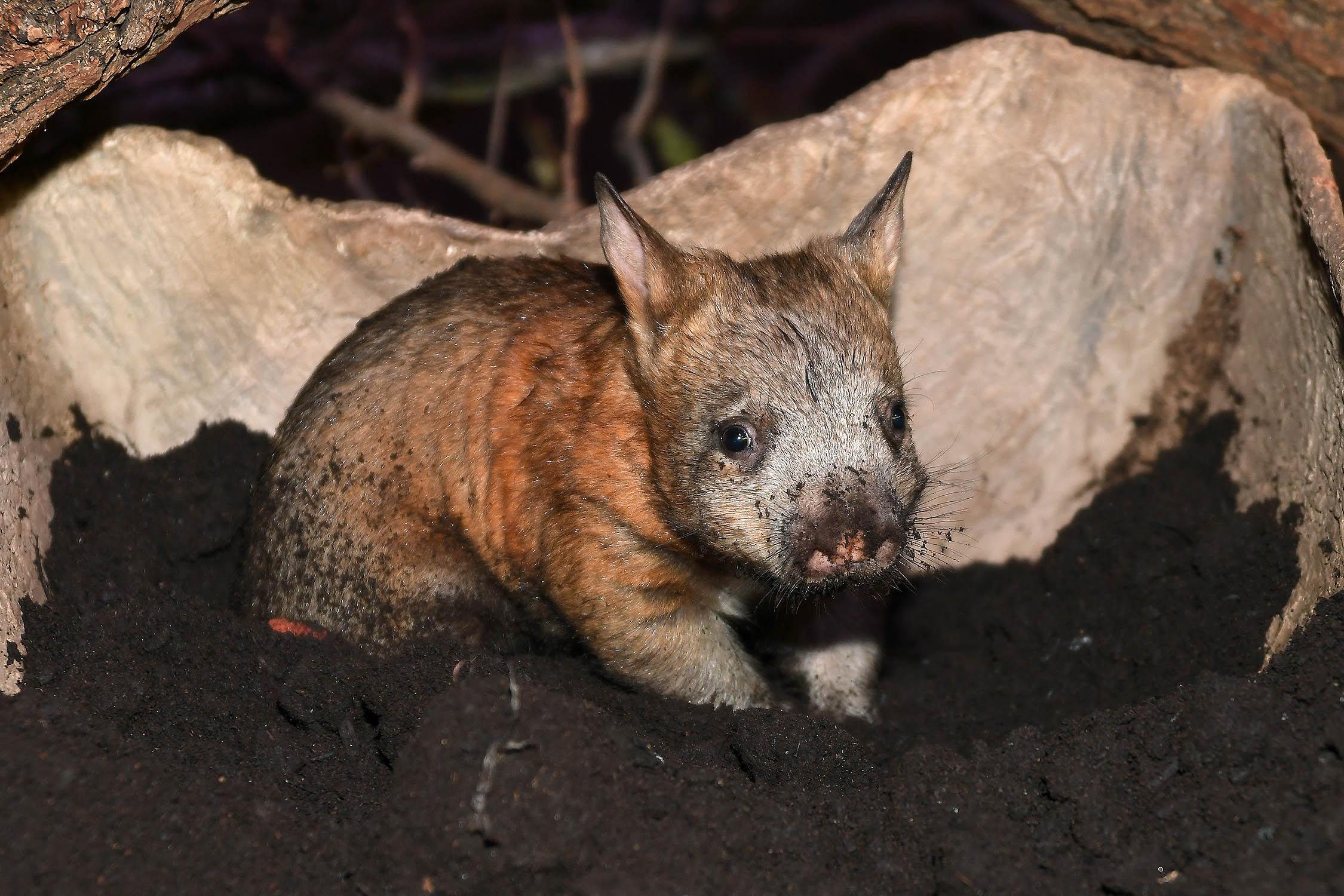 A southern hairy-nosed wombat at Brookfield Zoo. (Jim Schulz / Chicago Zoological Society)