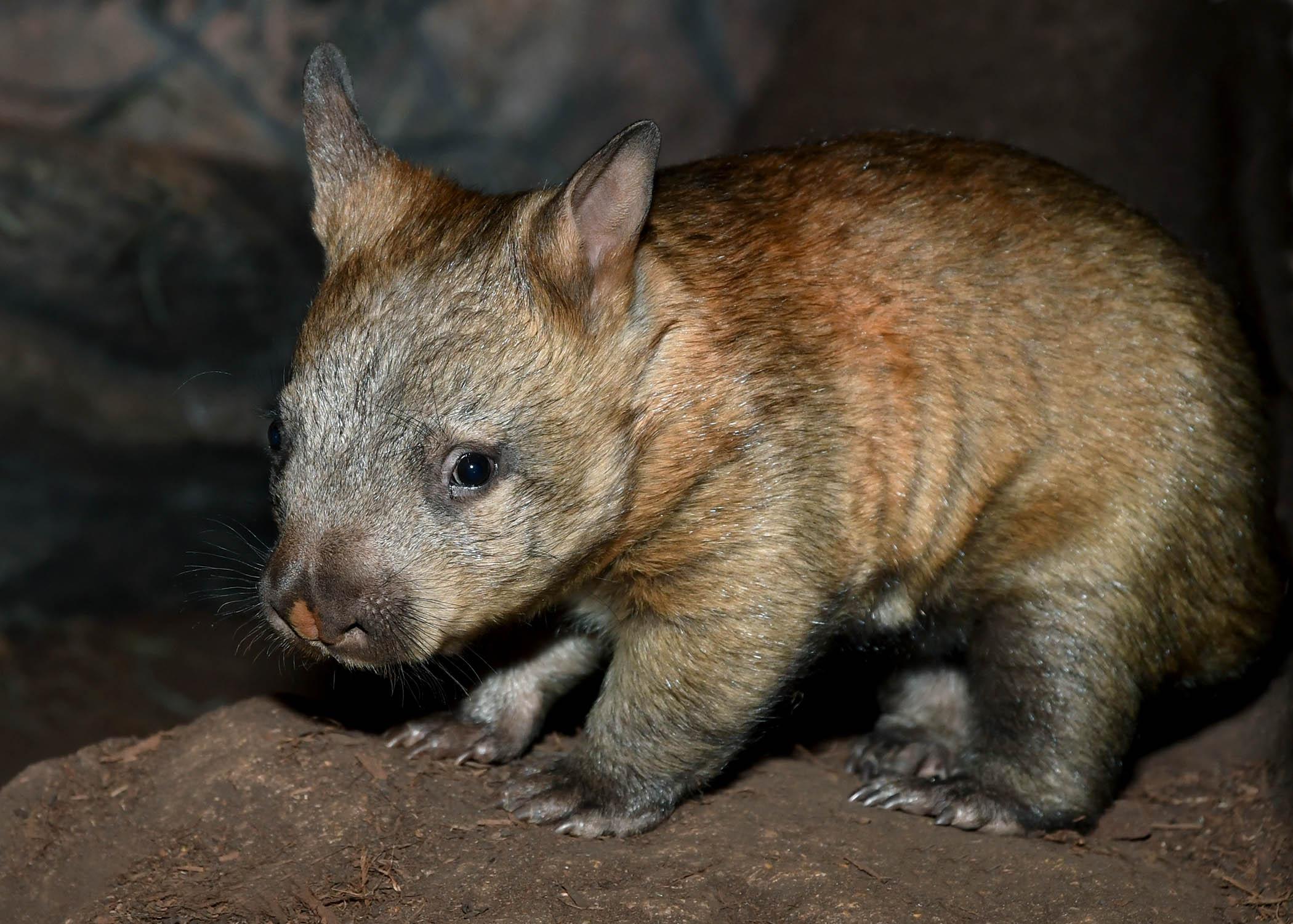 Brookfield Zoo’s new wombat joey recently emerged from her mom’s pouch. (Jim Schulz / Chicago Zoological Society)