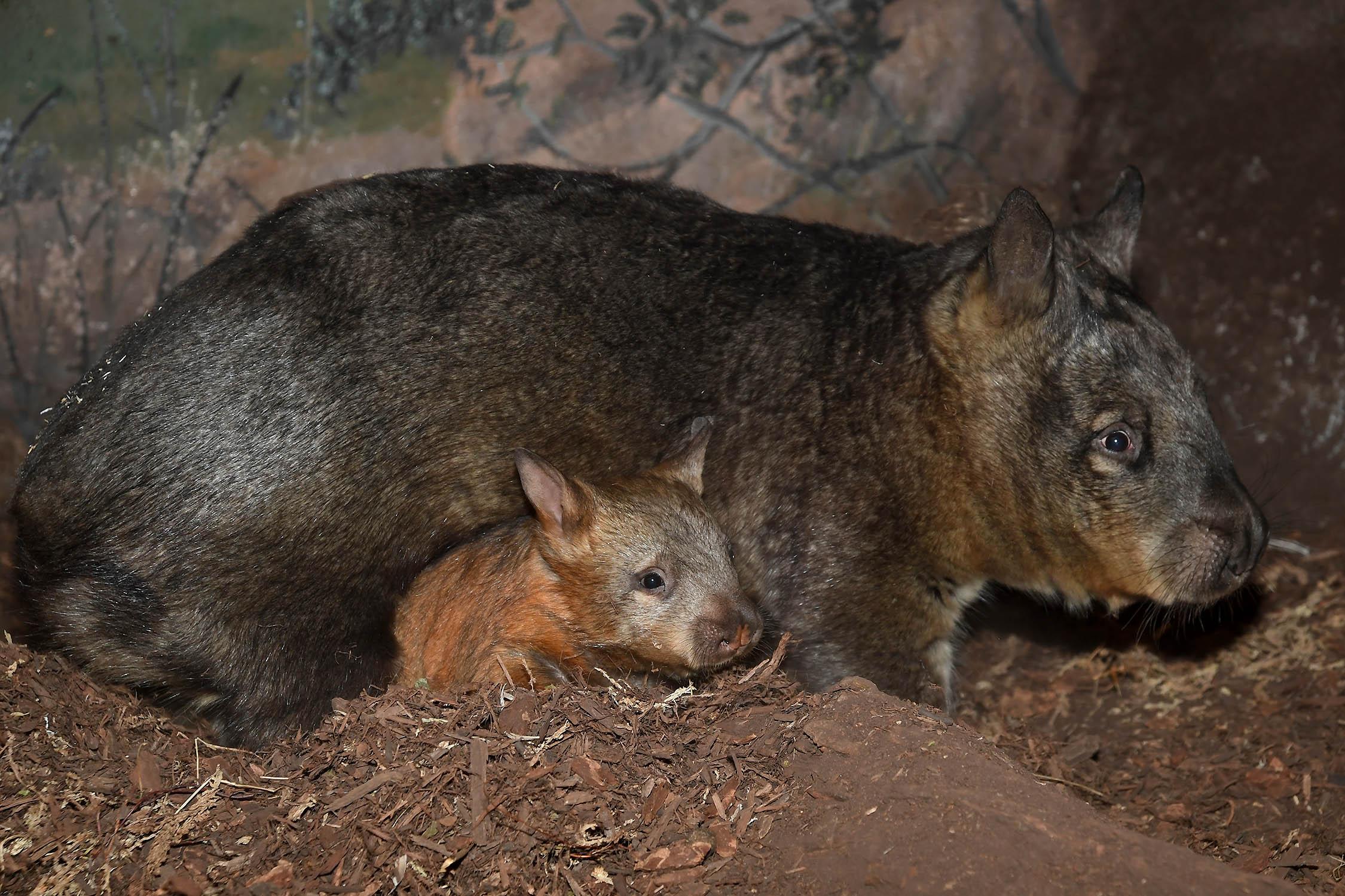 The wombat joey with her 17-year-old mom, Kambora, at Brookfield Zoo. (Jim Schulz / Chicago Zoological Society)