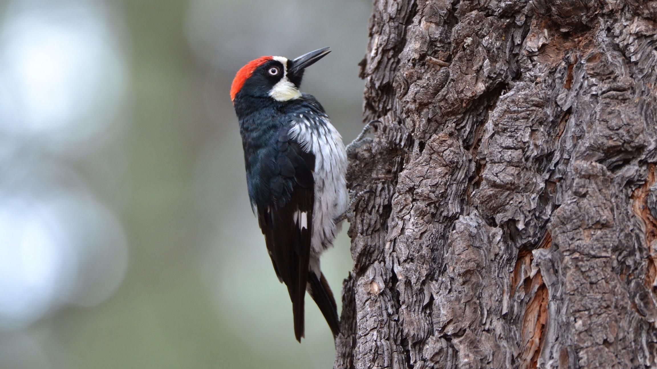 A downy woodpecker (RaechelJ / Pixabay)