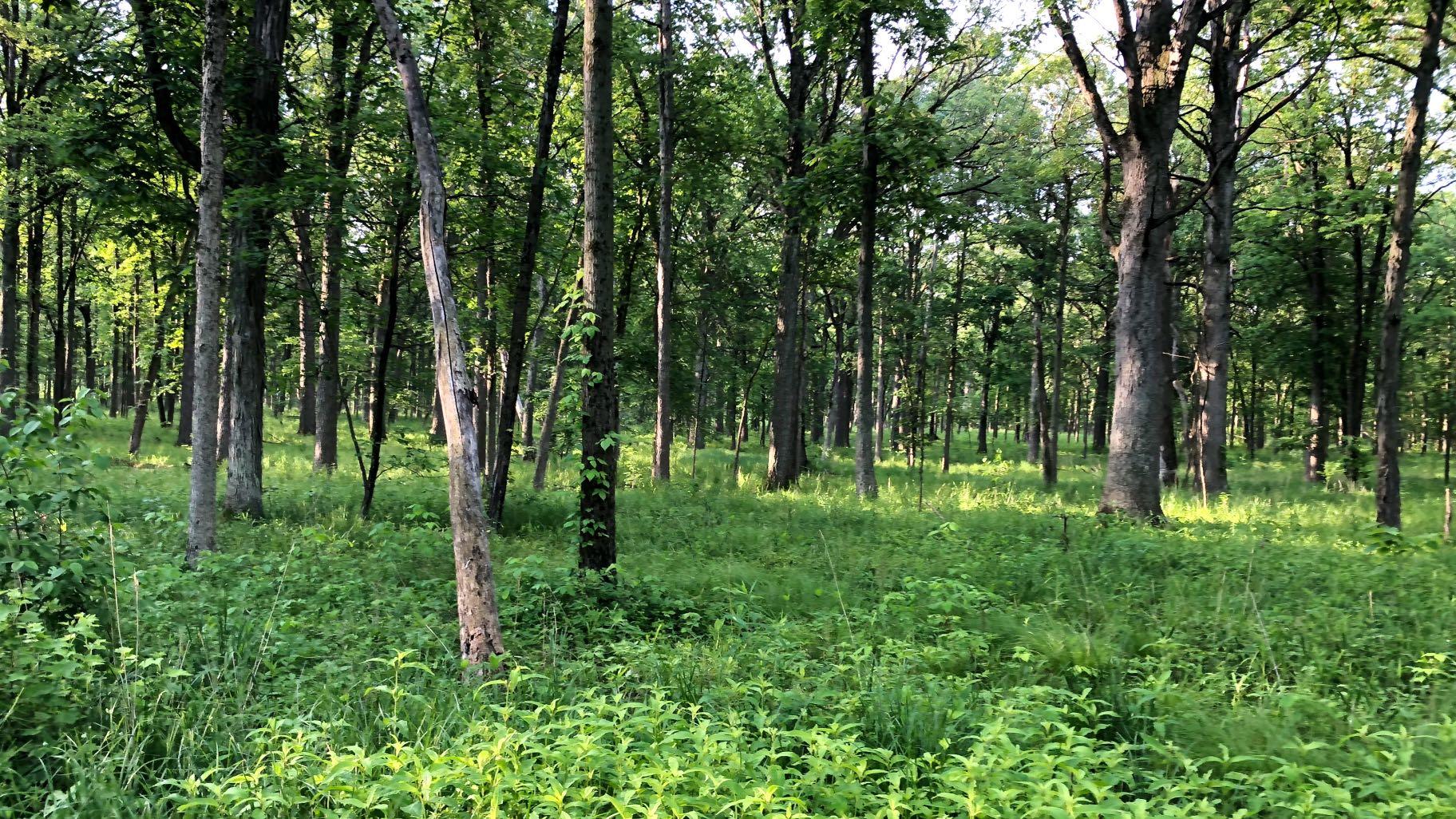 At Wright Woods, red-headed woodpeckers, which prefer open forests, have benefited from the removal of invasive buckthorn. But the absence of a shrub layer has been detrimental to other species, demonstrating the complexity of habitat management. (Patty Wetli / WTTW News)