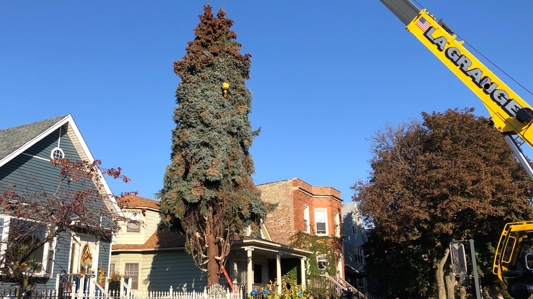 The 51-foot spruce towered over homes on the block. (Patty Wetli / WTTW News)