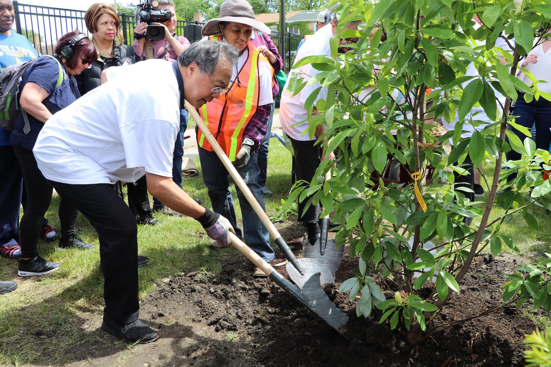 Cellist Yo-Yo Ma plants a magnolia tree in Chicago’s Unity Park on June 21, 2019. (Evan Garcia / WTTW)