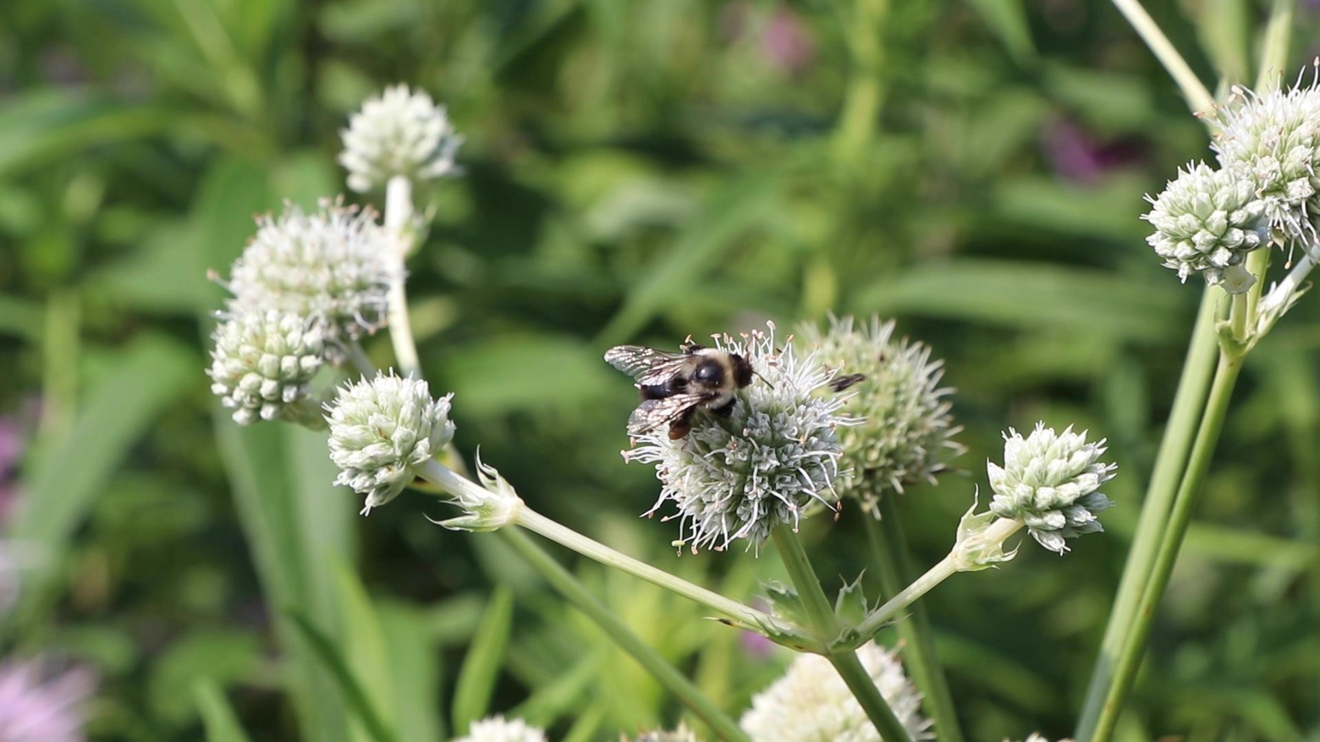 A bee lands on an eryngium yuccifolium, a prairie plant also known as  rattlesnake master. (Evan Garcia / WTTW News)