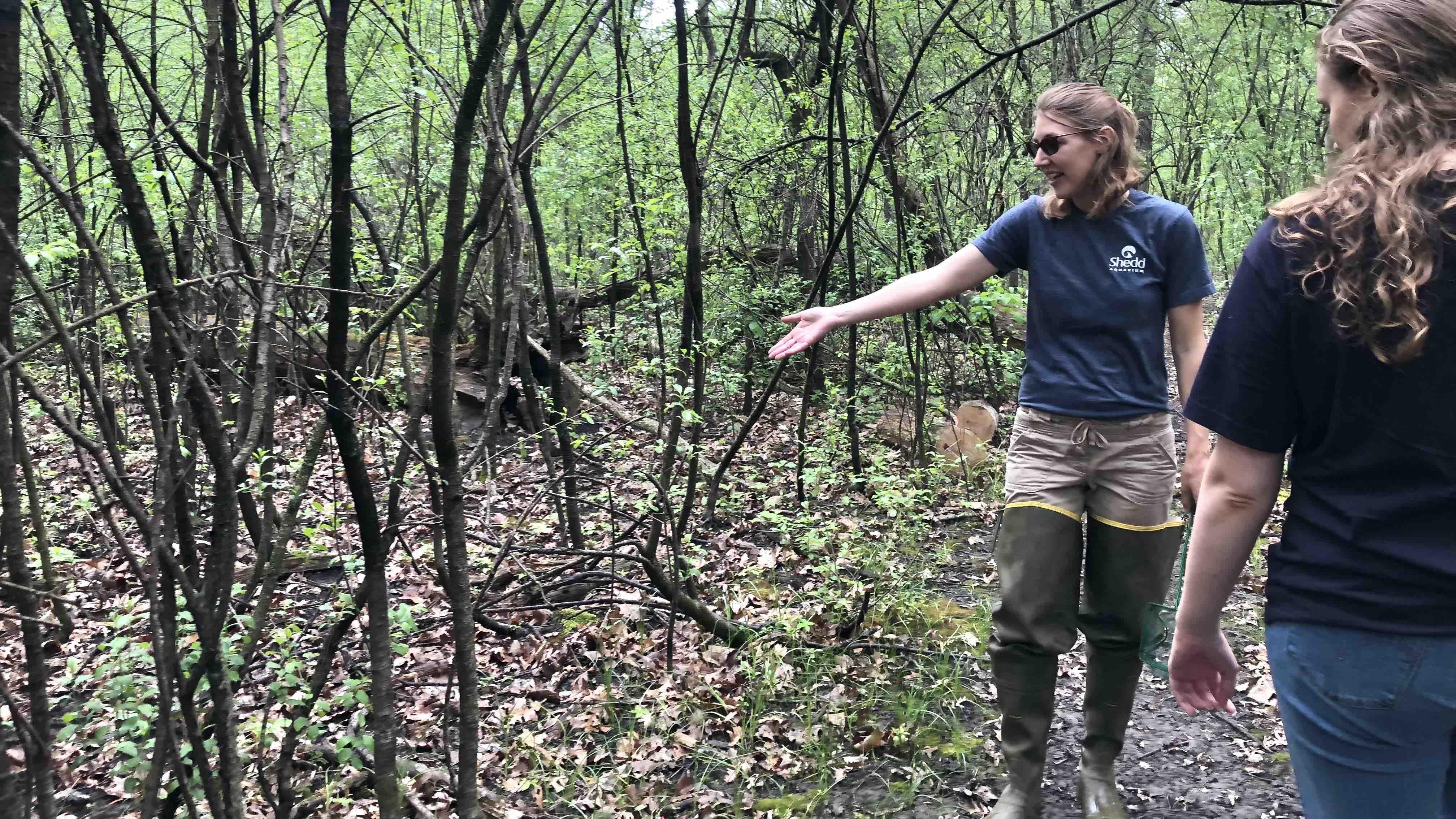 This forest looks green and beautiful but, as Melissa Youngquist points out, it's all invasive buckthorn. The plant's dense thickets keep much-needed sun from hitting forest ponds, and the leaves break down so quickly, they don't provide amphibians with enough food or habitat. (Patty Wetli / WTTW News)