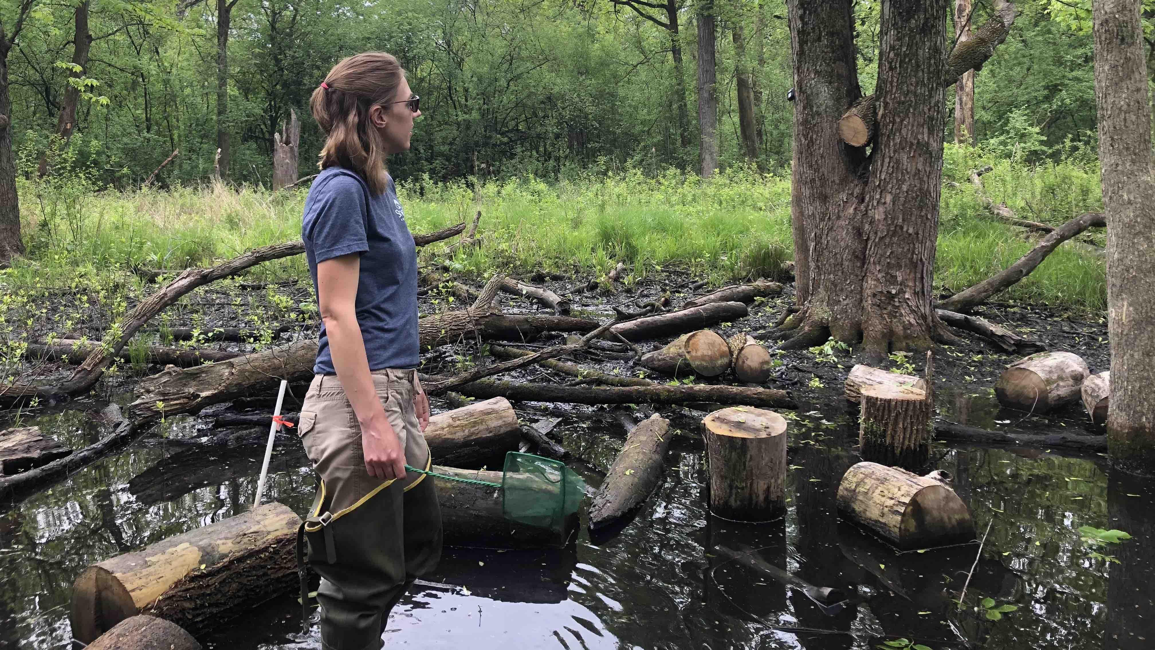 In 2023, WTTW News tagged along with Youngquist as she visited one of her woodland wetland sites. (Patty Wetli / WTTW News)