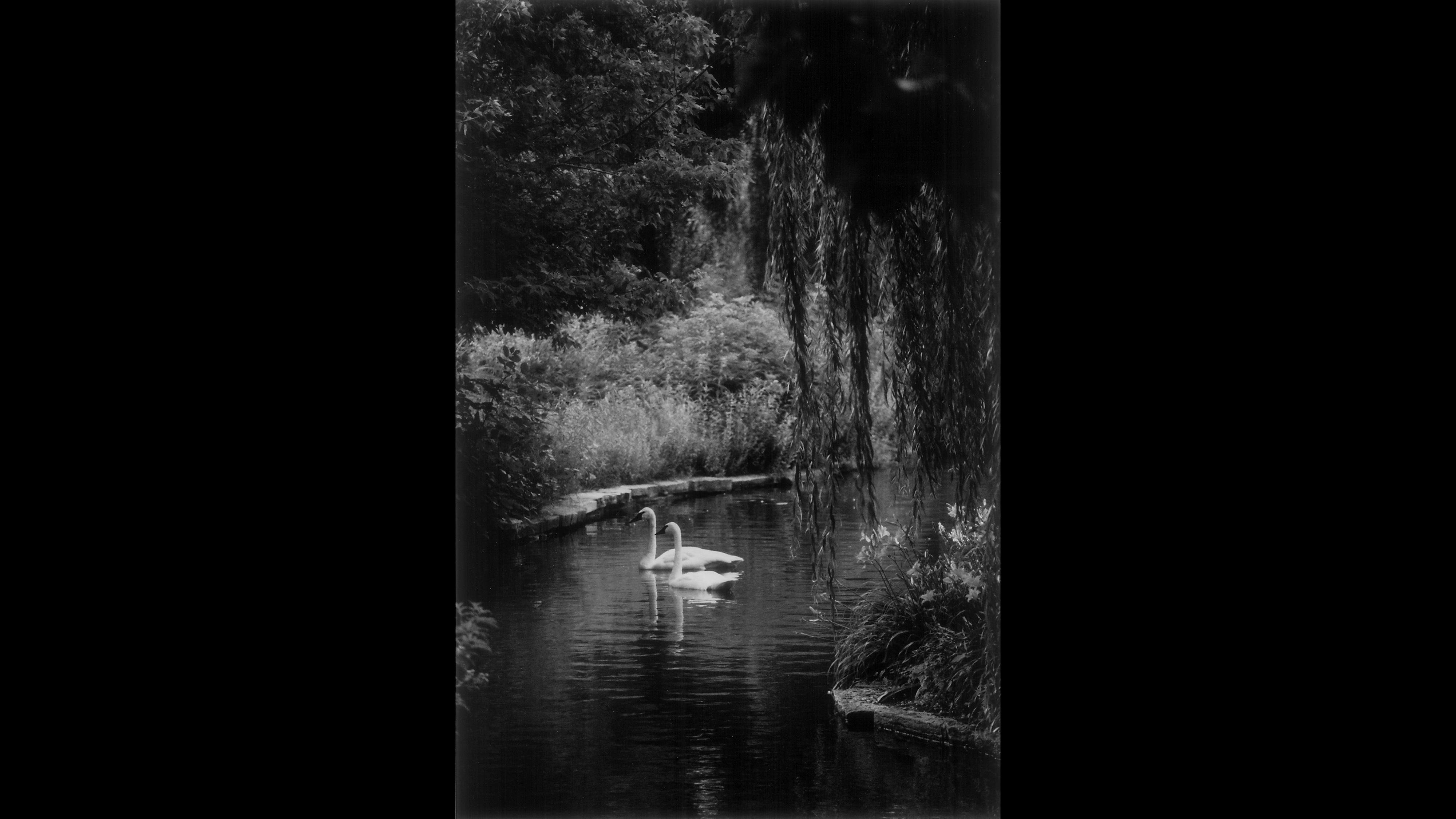 In 1868, New York’s Central Park Commissioners gifted Lincoln Park two pairs of swans. The swans are a sensation in Chicago, and Lincoln Park Zoo is established. (Courtesy Chicago Park District and Chicago History Museum)