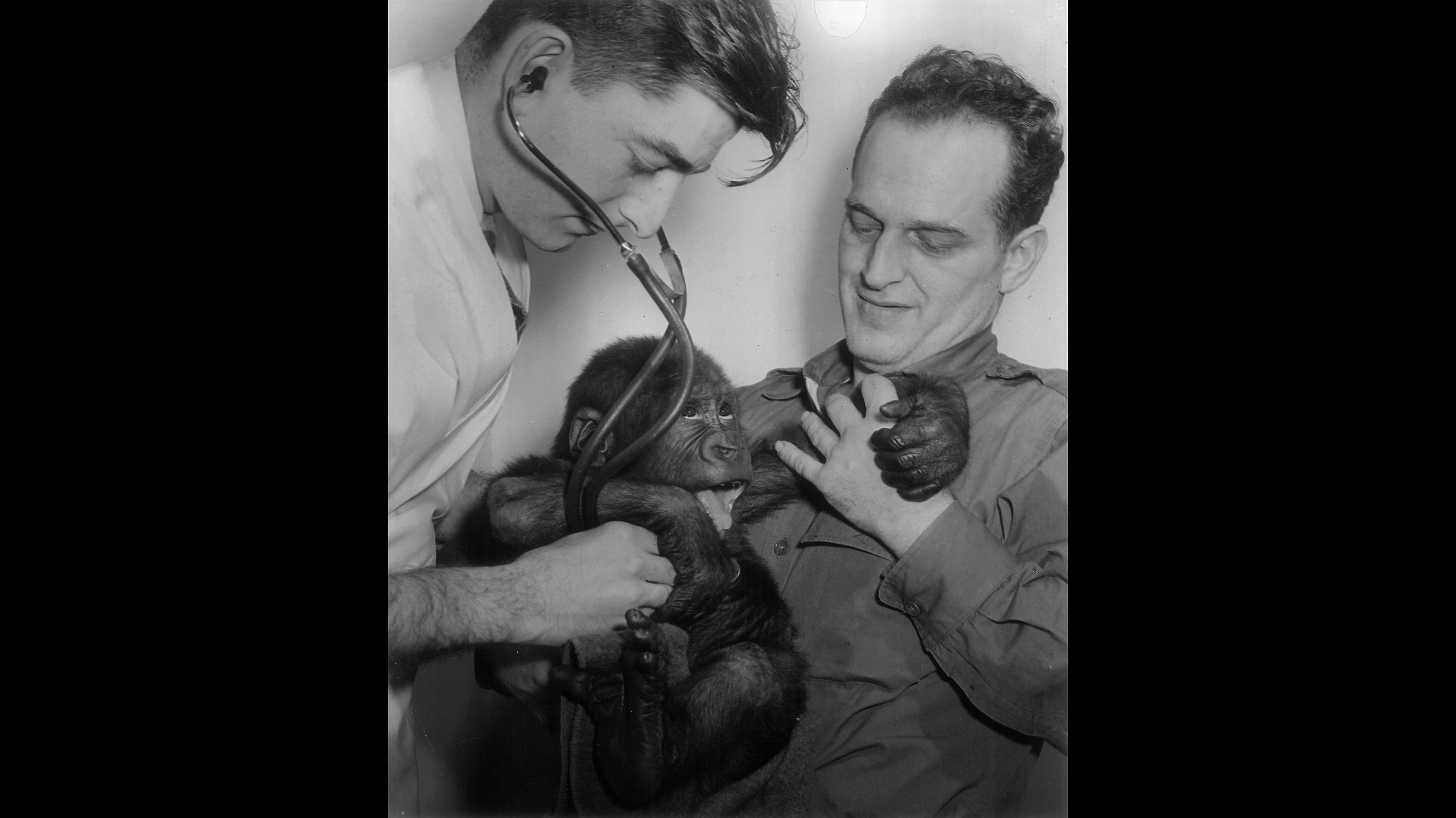 Dr. Lester Fisher, Lincoln Park Zoo's first veterinarian, treats lowland gorilla Sinbad in 1948. Fisher would become the zoo's director in 1962, overseeing the modernization and improvement of animal care and veterinary strategies during his 30-year tenure. (Courtesy Chicago Park District and Chicago History Museum)