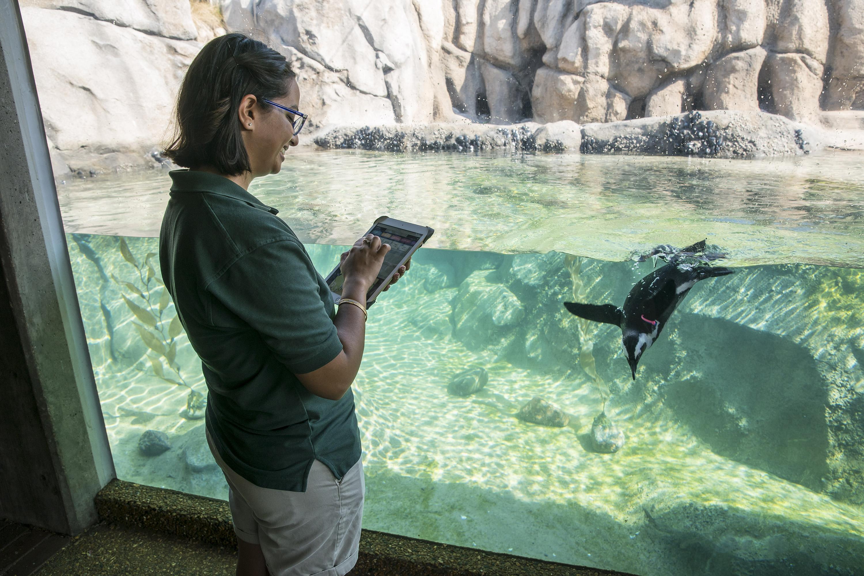 In 2017, a volunteer uses ZooMonitor, an app created by Lincoln Park Zoo to record animal behavioral data. (Todd Rosenberg / Lincoln Park Zoo)
