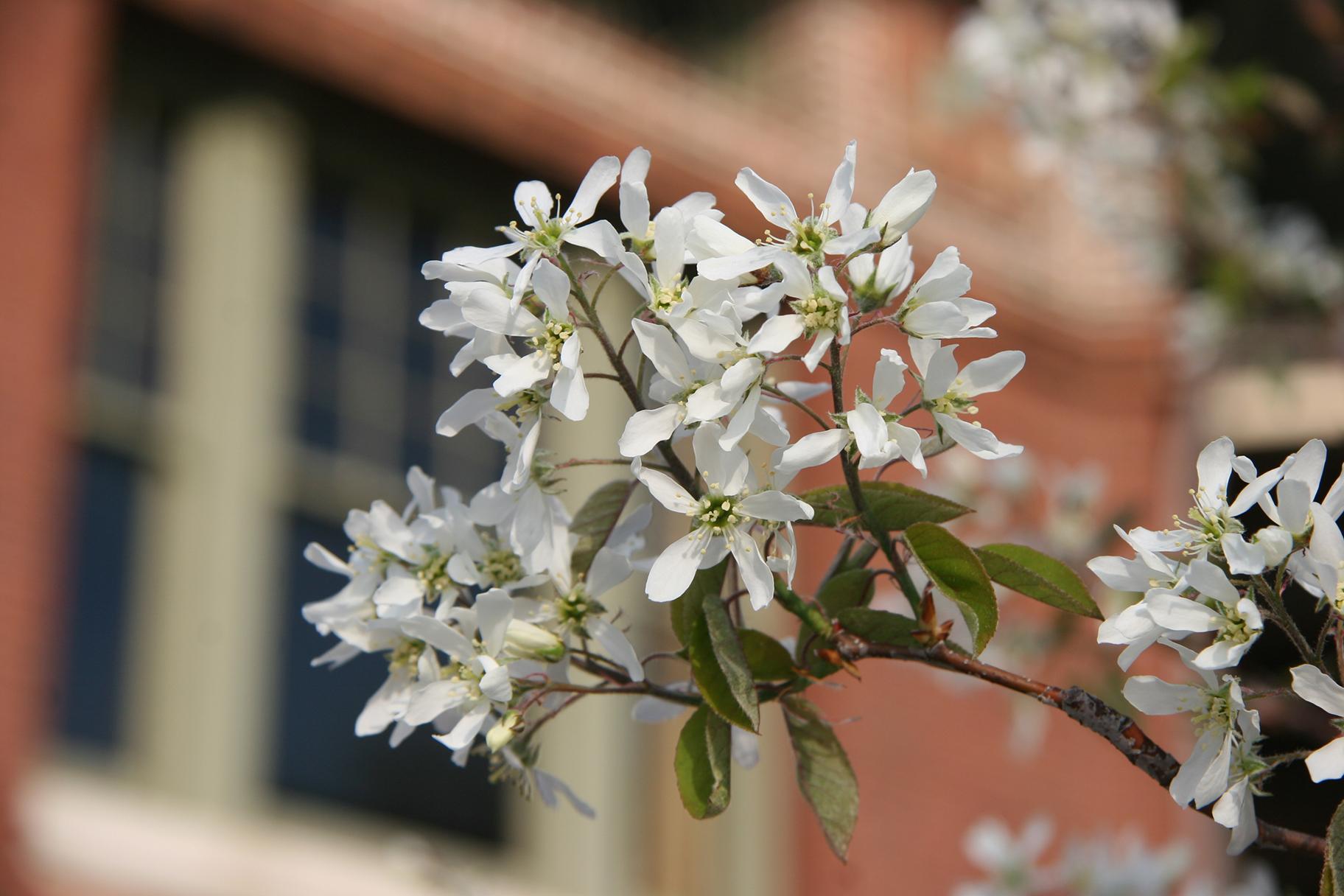 There are more than 330 species of trees, shrubs and woody plants at Lincoln Park Zoo. (Courtesy Lincoln Park Zoo)