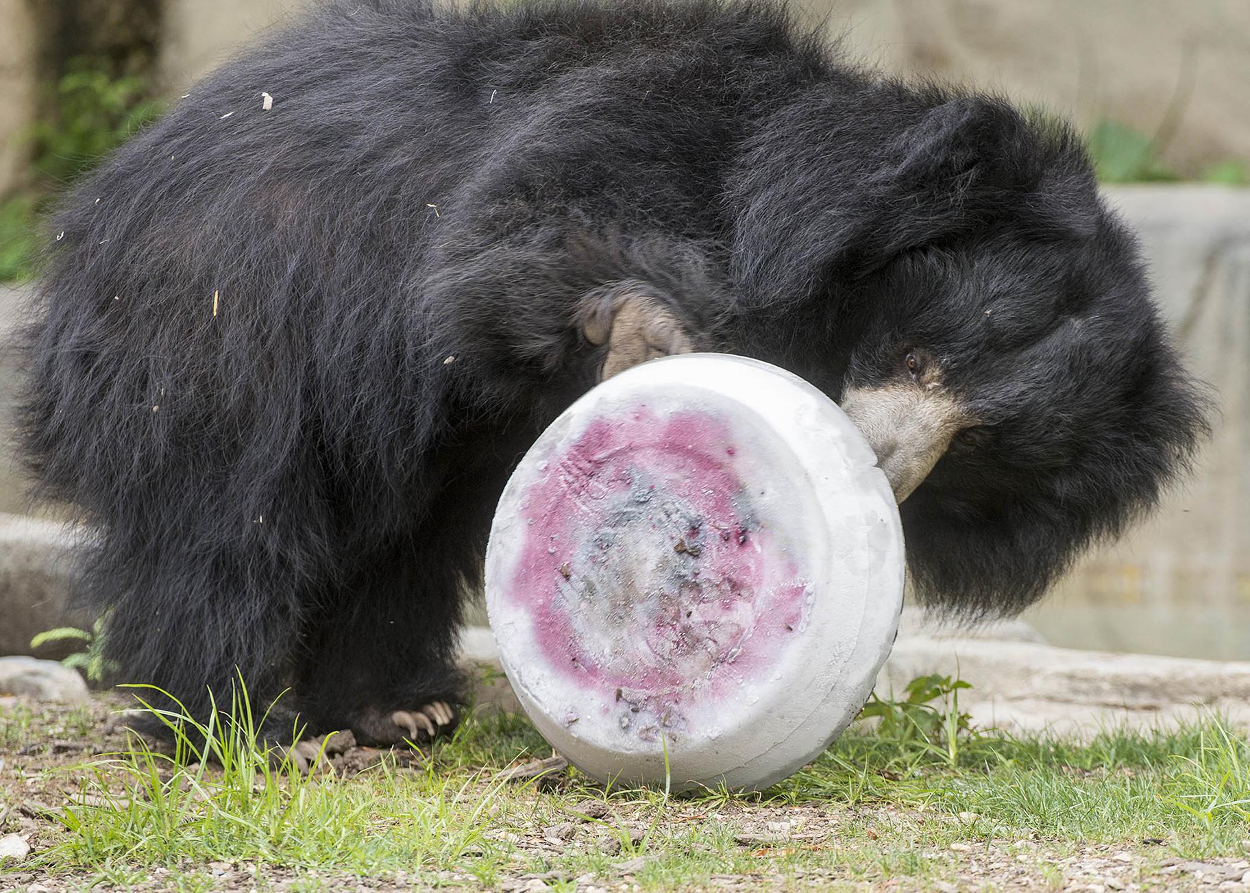 Kartik, a sloth bear at Brookfield Zoo, plays with an ice treat filled with cantaloupe, grapes and blueberries. (Kelly Tone / Chicago Zoological Society) 