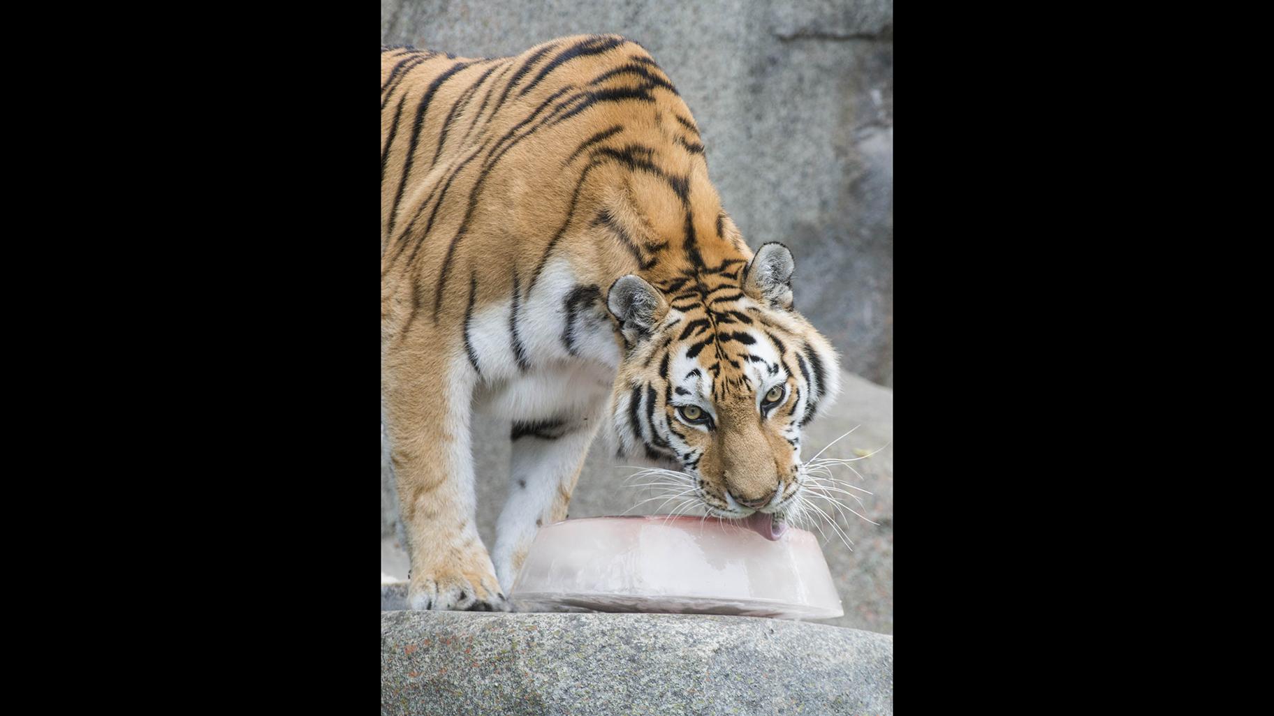 Whirl, an Amur tiger at Brookfield Zoo, received an ice treat filled with chuck meat and bones. (Kelly Tone / Chicago Zoological Society) 