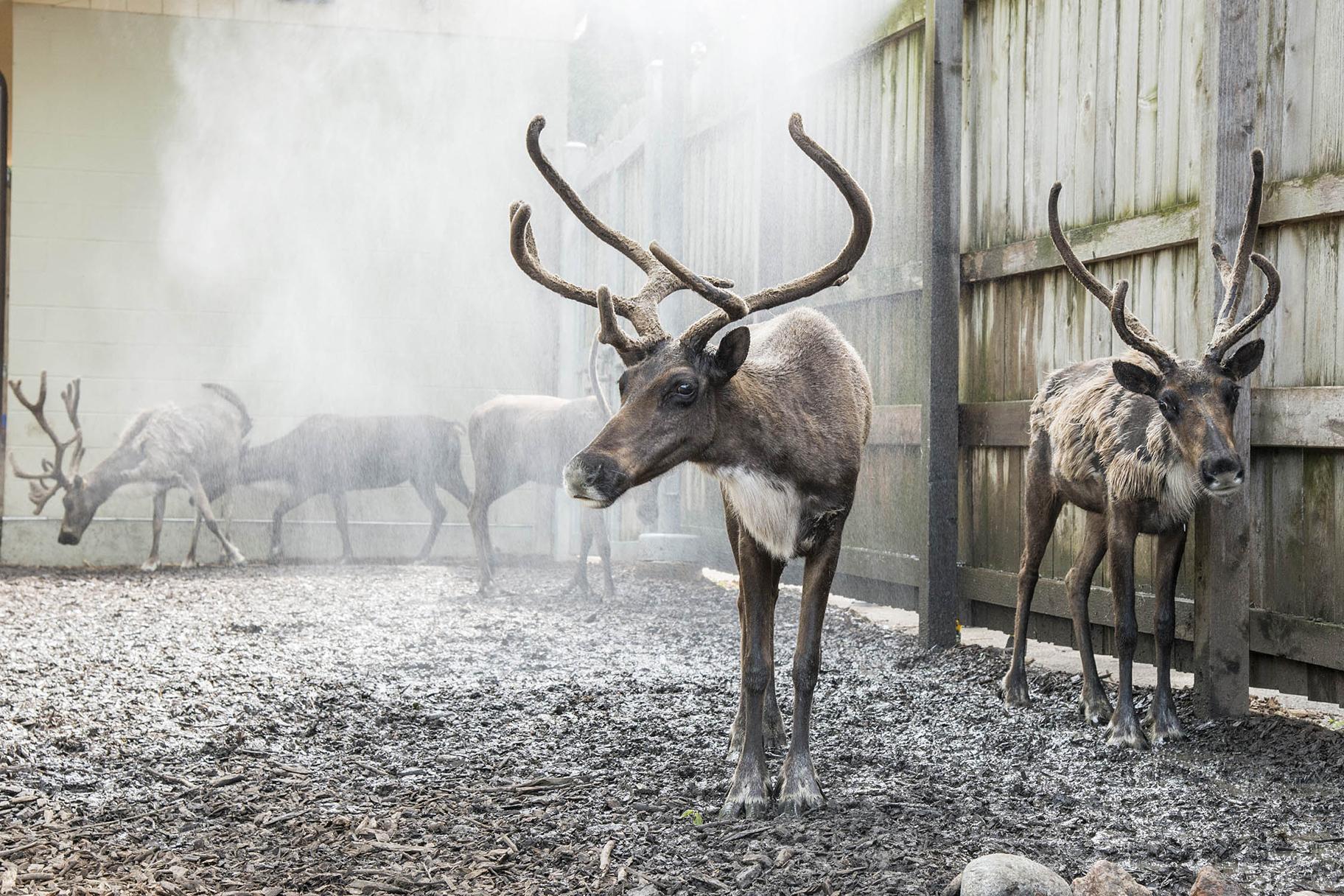 Zoo Animals Beat The Heat With Large Frozen Treats - CBS Chicago