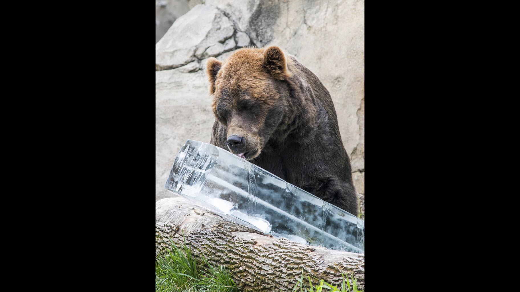 Giant Ice Treats Keep Animals Cool at Brookfield Zoo | Chicago News | WTTW Giant Ice Treats Keep Animals Cool at Brookfield Zoo | Chicago News | WTTW