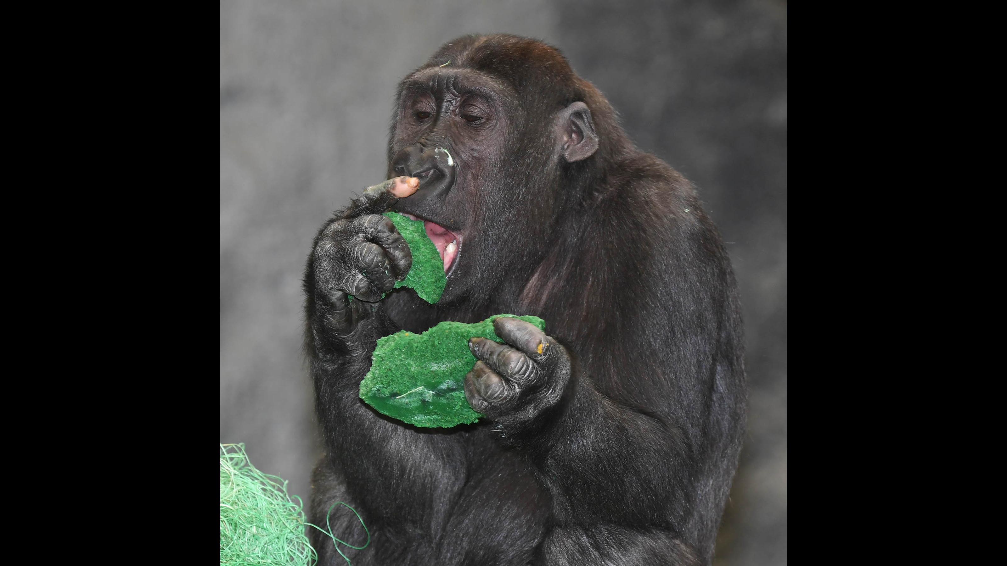 Nora, a 4-year-old western lowland gorilla at Brookfield Zoo, received green biscuit treats last Friday in celebration of St. Patrick's Day. (Jim Schulz / Chicago Zoological Society)