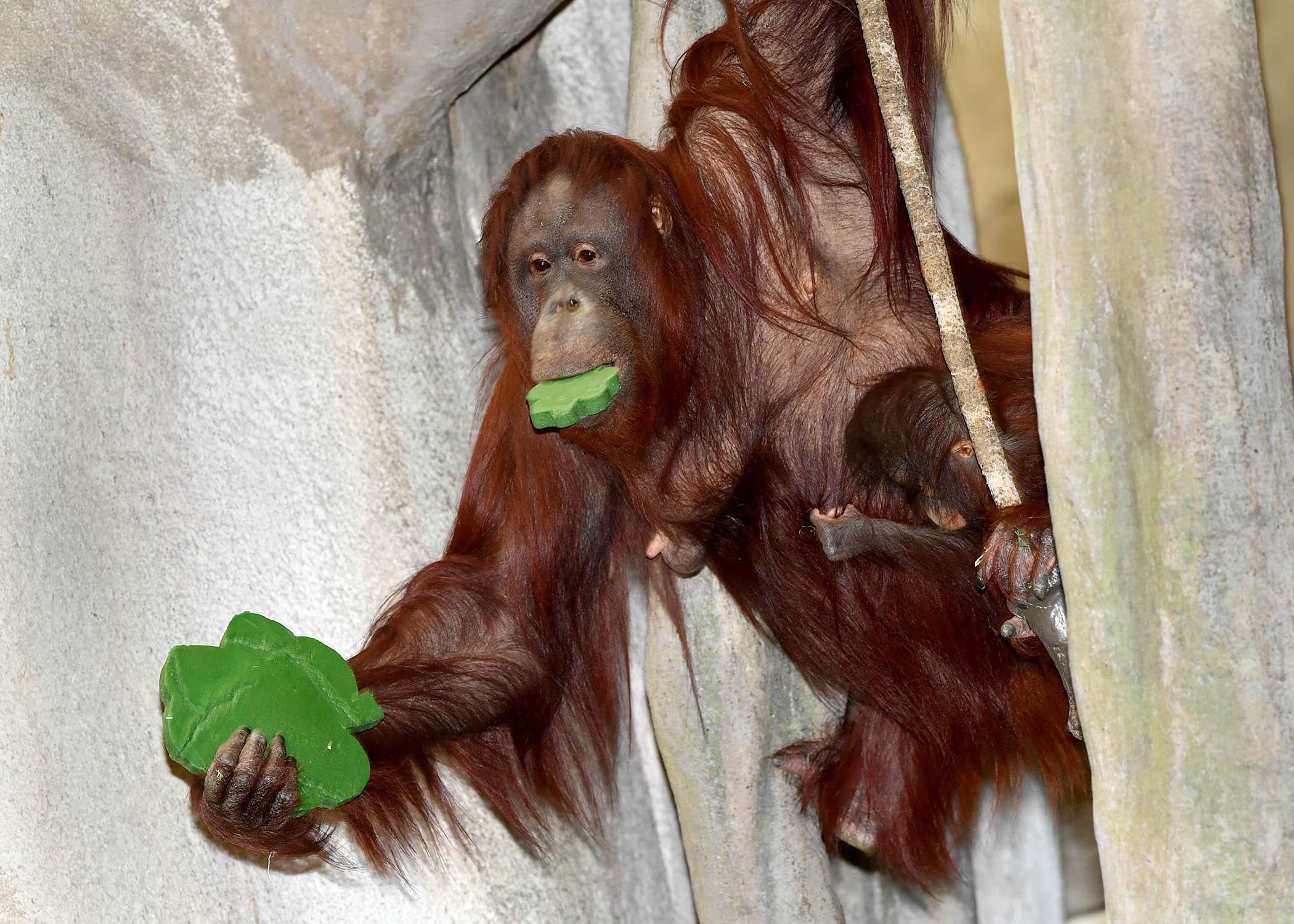 Sophia, a Bornean orangutan at Brookfield Zoo, and her daughter Heidi, who is clinging to mom, received shamrock-shaped treats made of biscuit and gelatin in celebration of St. Patrick’s Day. (Jim Schulz / Chicago Zoological Society)