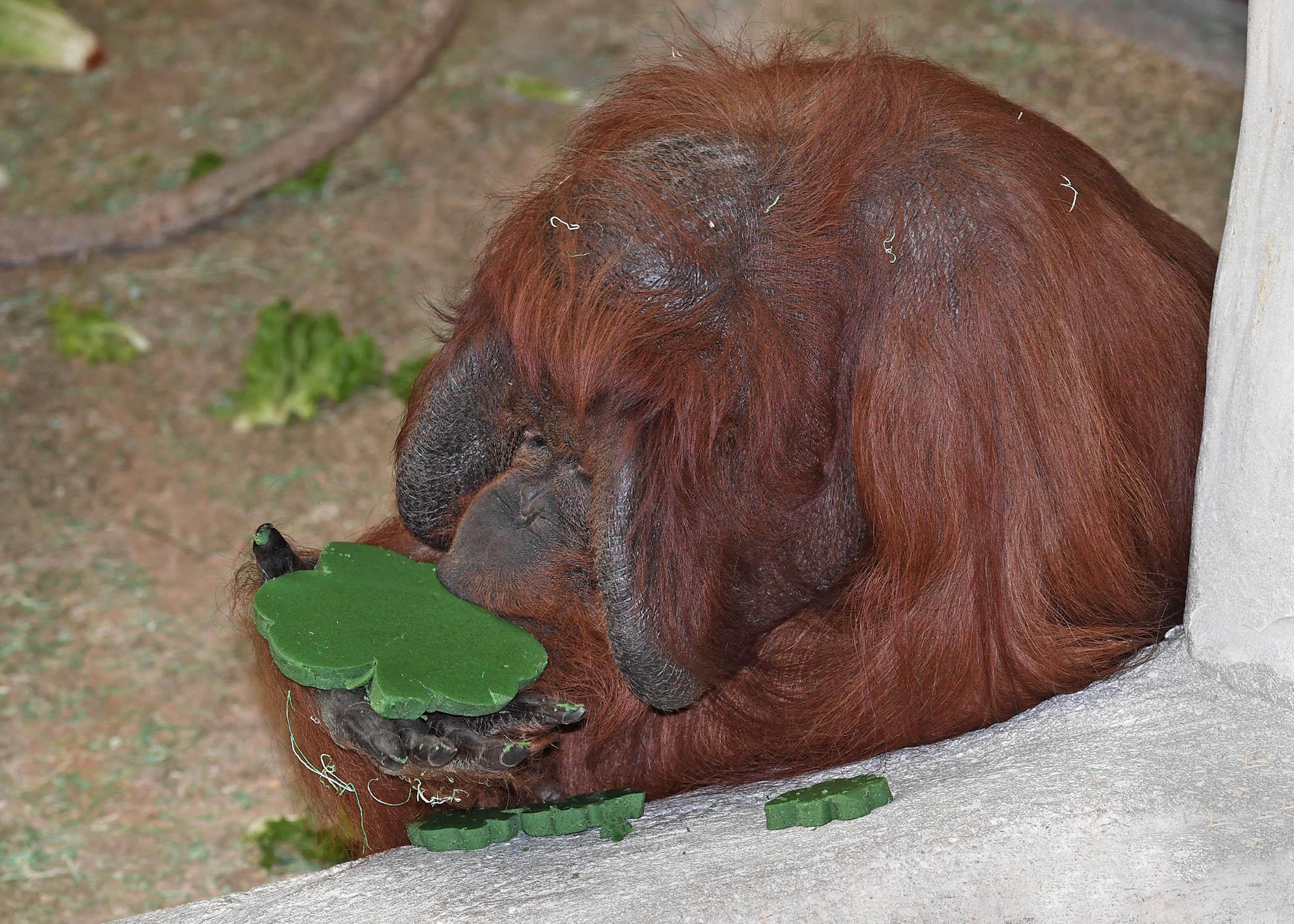 Ben, a Bornean orangutan, munches on a St. Patrick's Day treat last week at Brookfield Zoo. (Jim Schulz / Chicago Zoological Society)