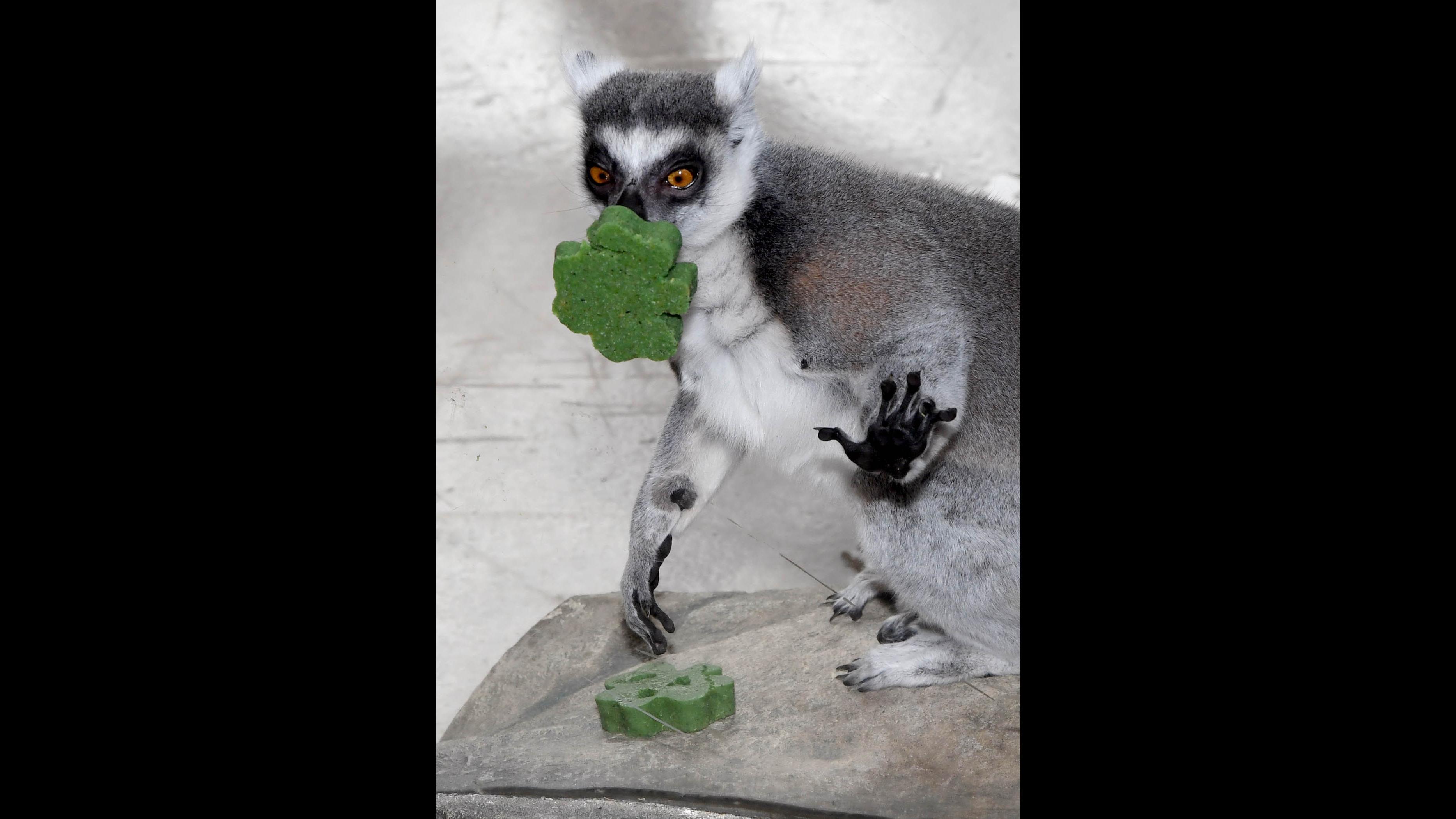 Ramses, a ring-tailed lemur at Brookfield Zoo, looks at a shamrock-shaped treat prepared by animal care staff. (Jim Schulz / Chicago Zoological Society)