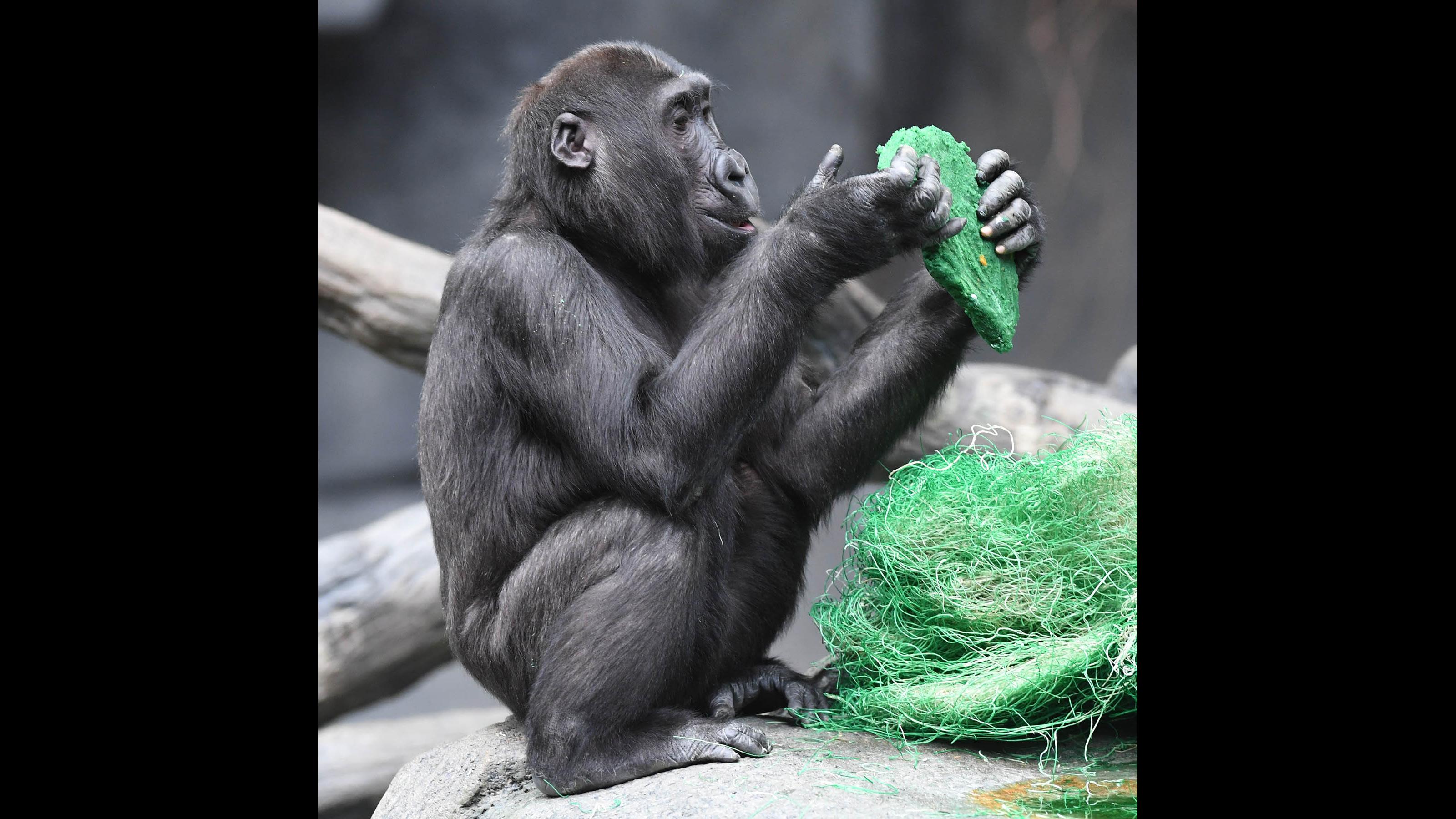 Nora and other western lowland gorillas at Brookfield Zoo had their nest area dyed with a non-toxic green coloring for St. Patrick's Day. (Jim Schulz / Chicago Zoological Society)
