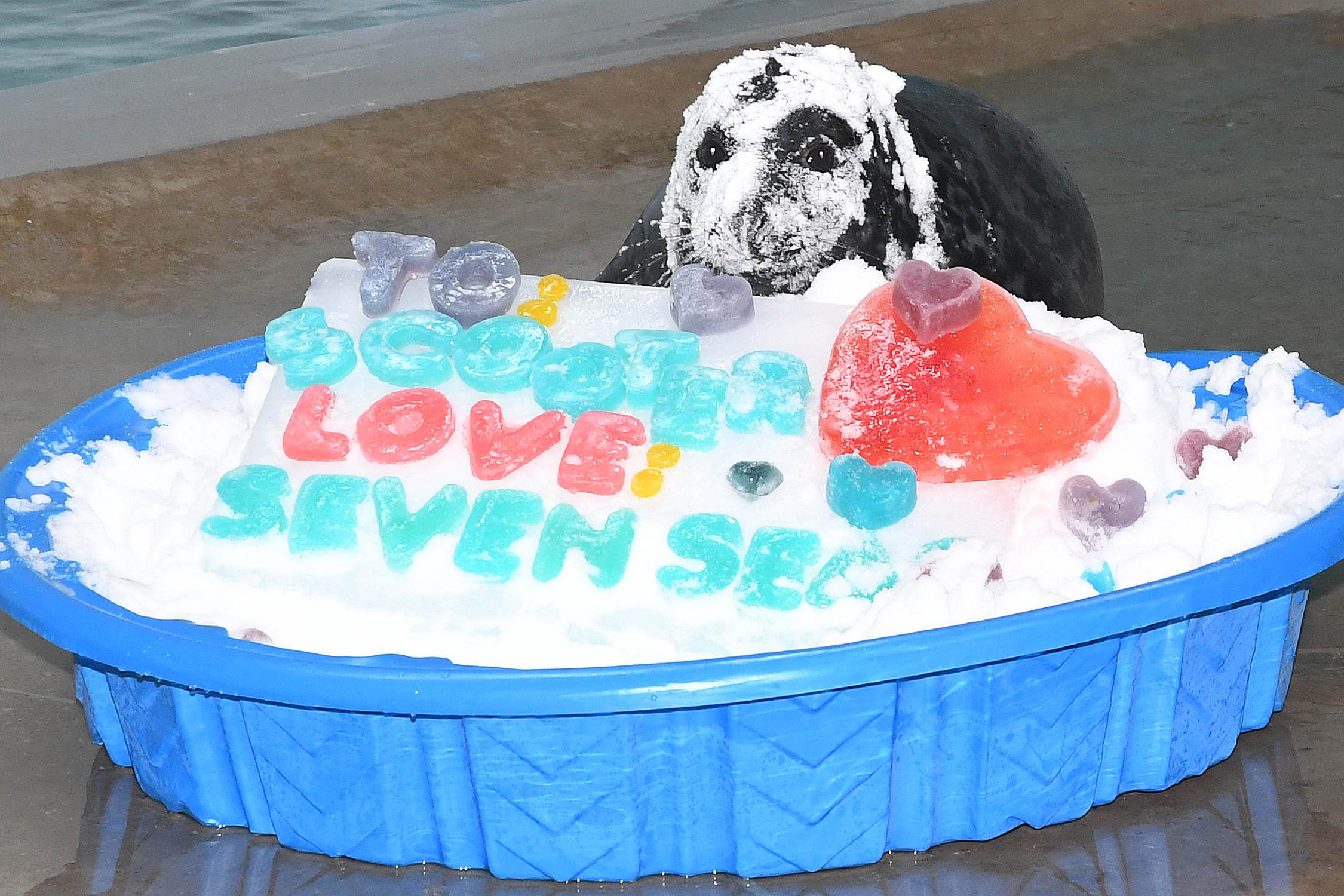 Scooter, a nearly 2-month-old gray seal, enjoys a Valentine’s Day treat of gelatin served with a side of snow. (Jim Schulz / Chicago Zoological Society)