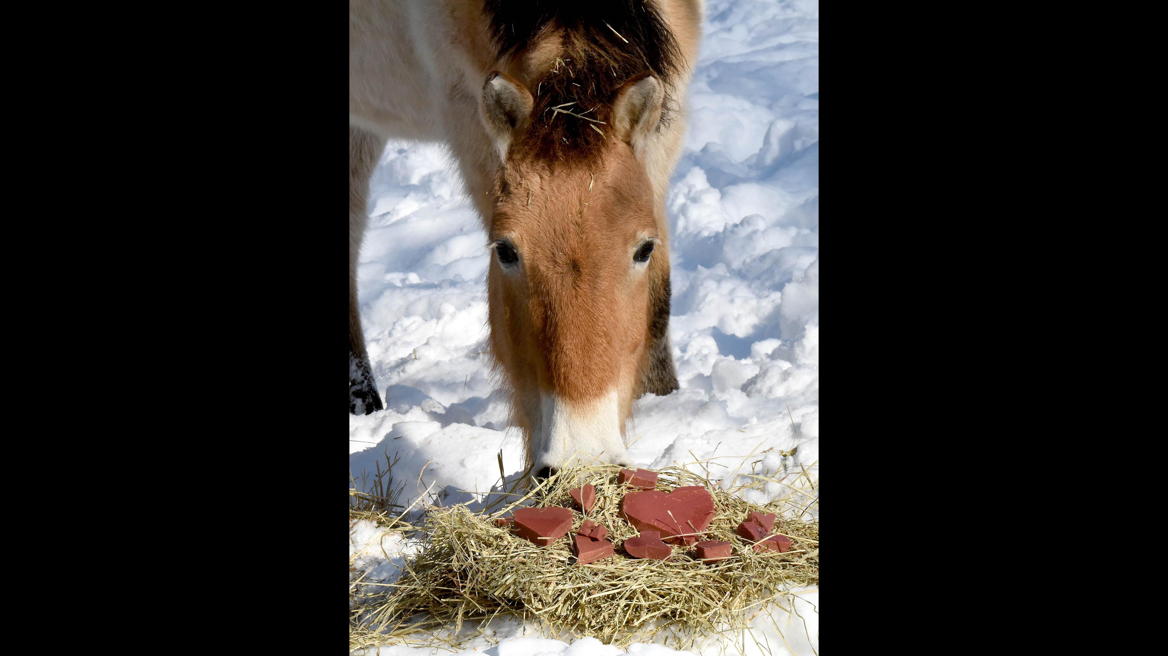 A Przewalski’s horse at Brookfield Zoo eyes a Valentine’s Day treats provided by animal care staff. (Jim Schulz / Chicago Zoological Society)