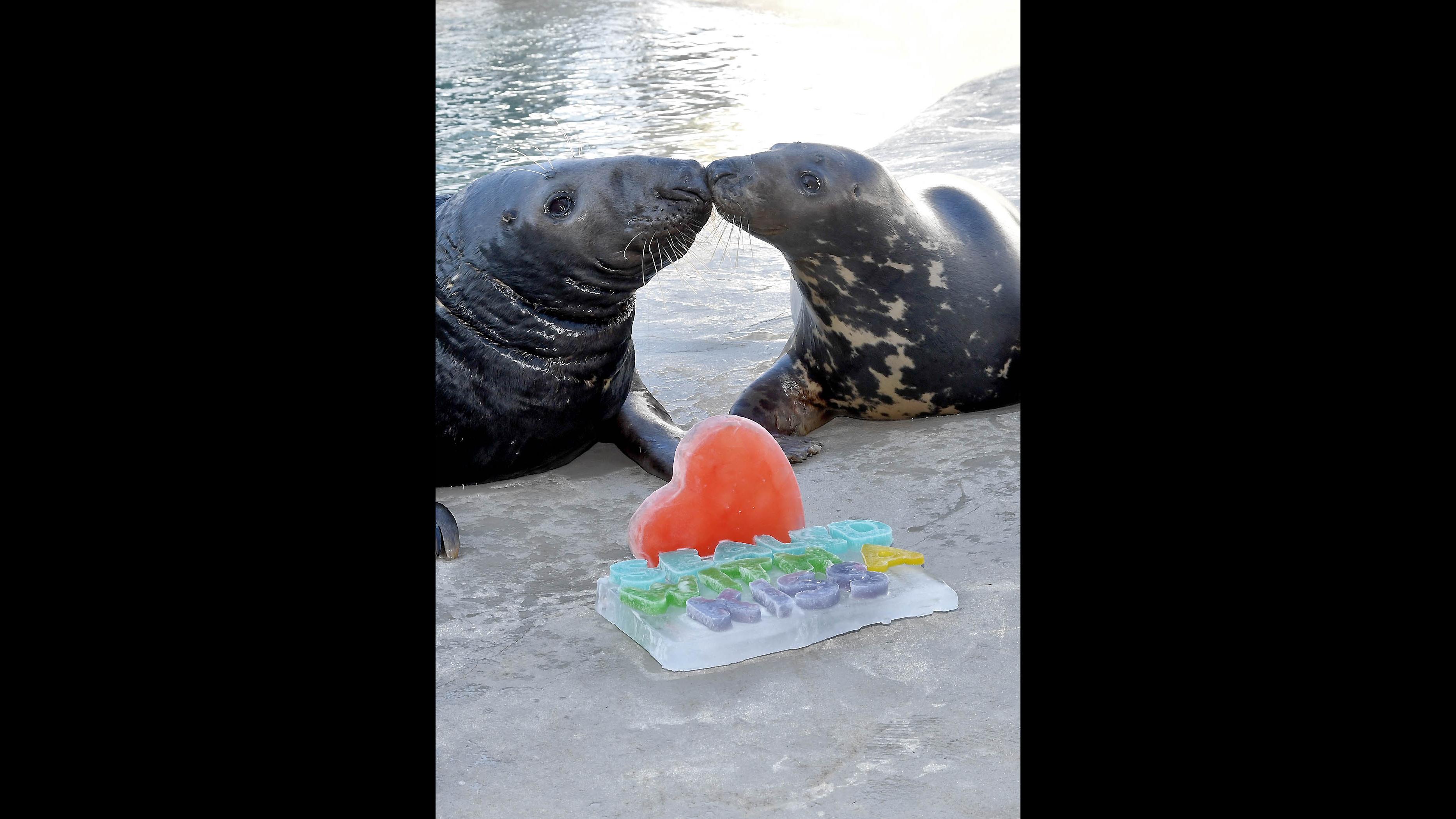 Boone, left, and Lily, 13-year-old gray seals at Brookfield Zoo, with a Valentine’s Day treat made of gelatin. (Jim Schulz / Chicago Zoological Society)
