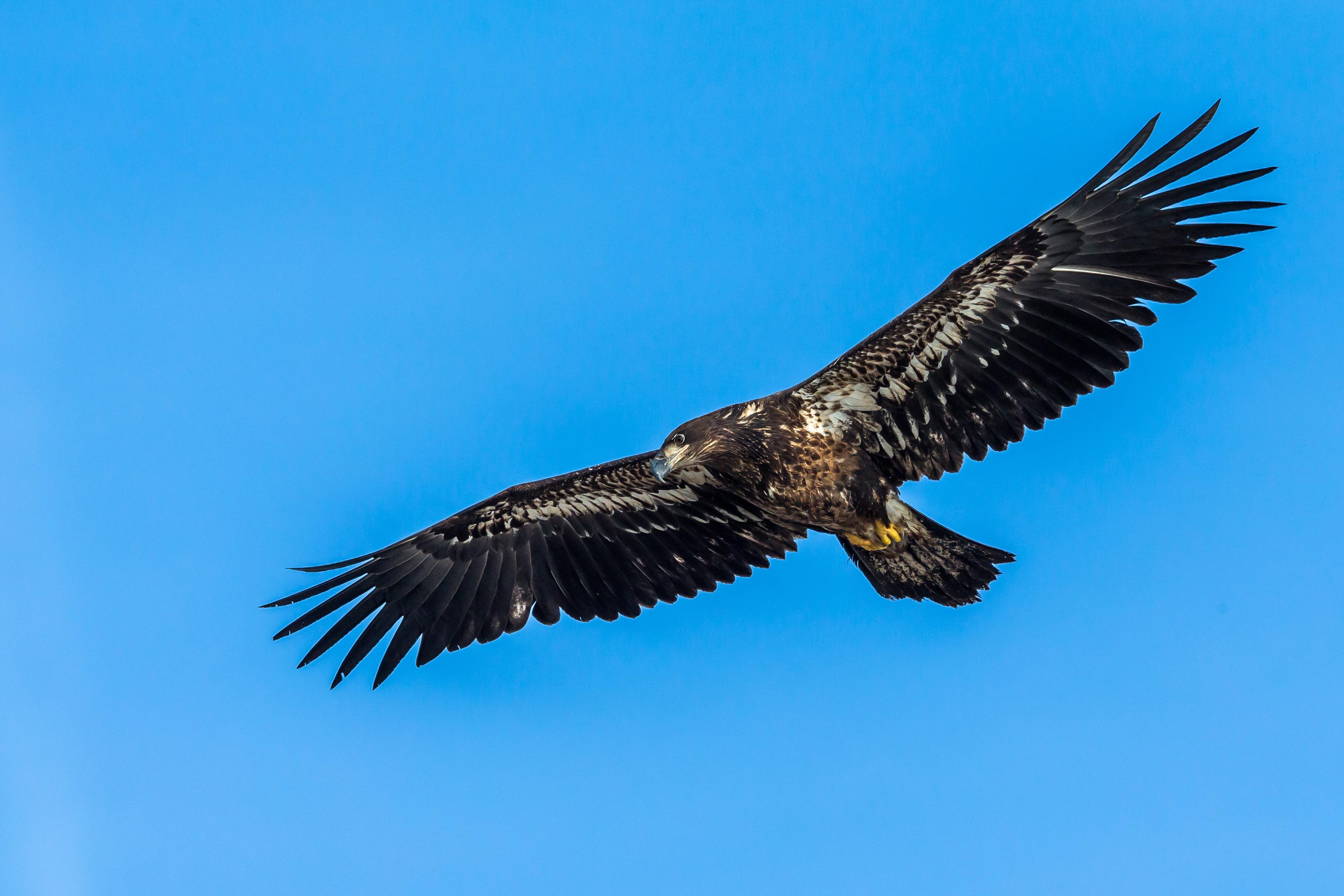 An immature bald eagle. It will get its distinctive white feathers at age 4 or 5. (Photo credit: Josh Feeney) 