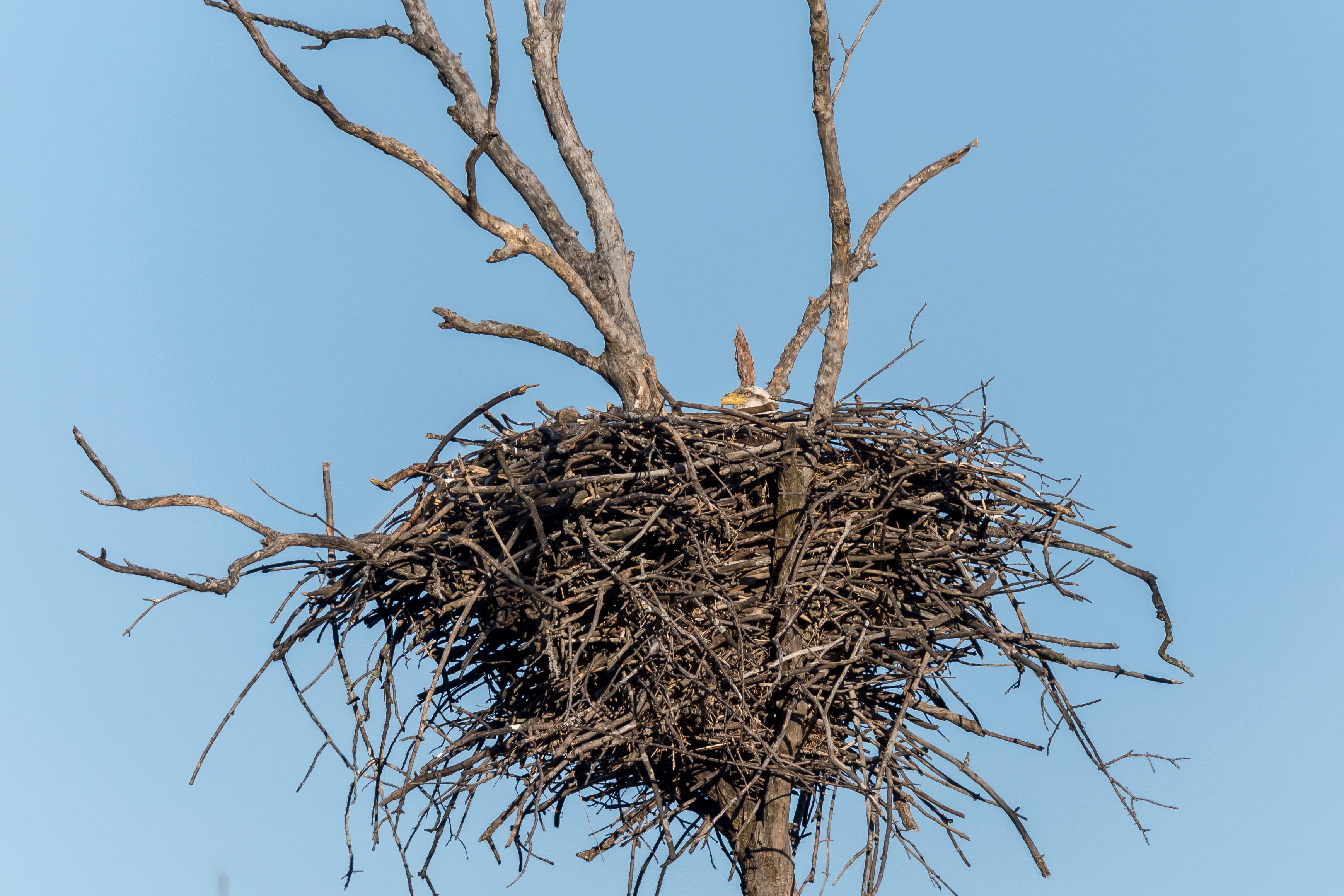 A bald eagle nest in Busse Woods. The female is thought to be sitting on at least one egg.  Her head is just barely visible as she keeps a close eye on visitors. (Photo credit: Josh Feeney) 