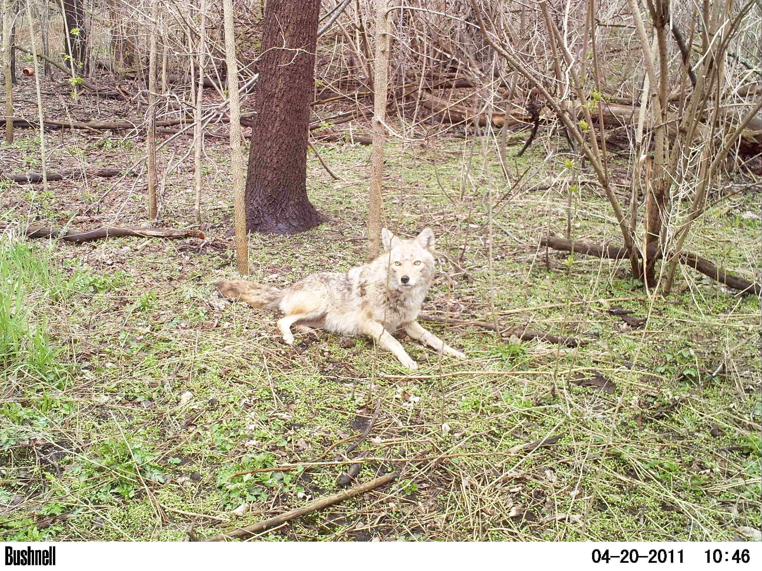 A Chicago Wildlife Watch camera trap snaps a photo of a coyote. (Courtesy of Urban Wildlife Institute / Lincoln Park Zoo)
