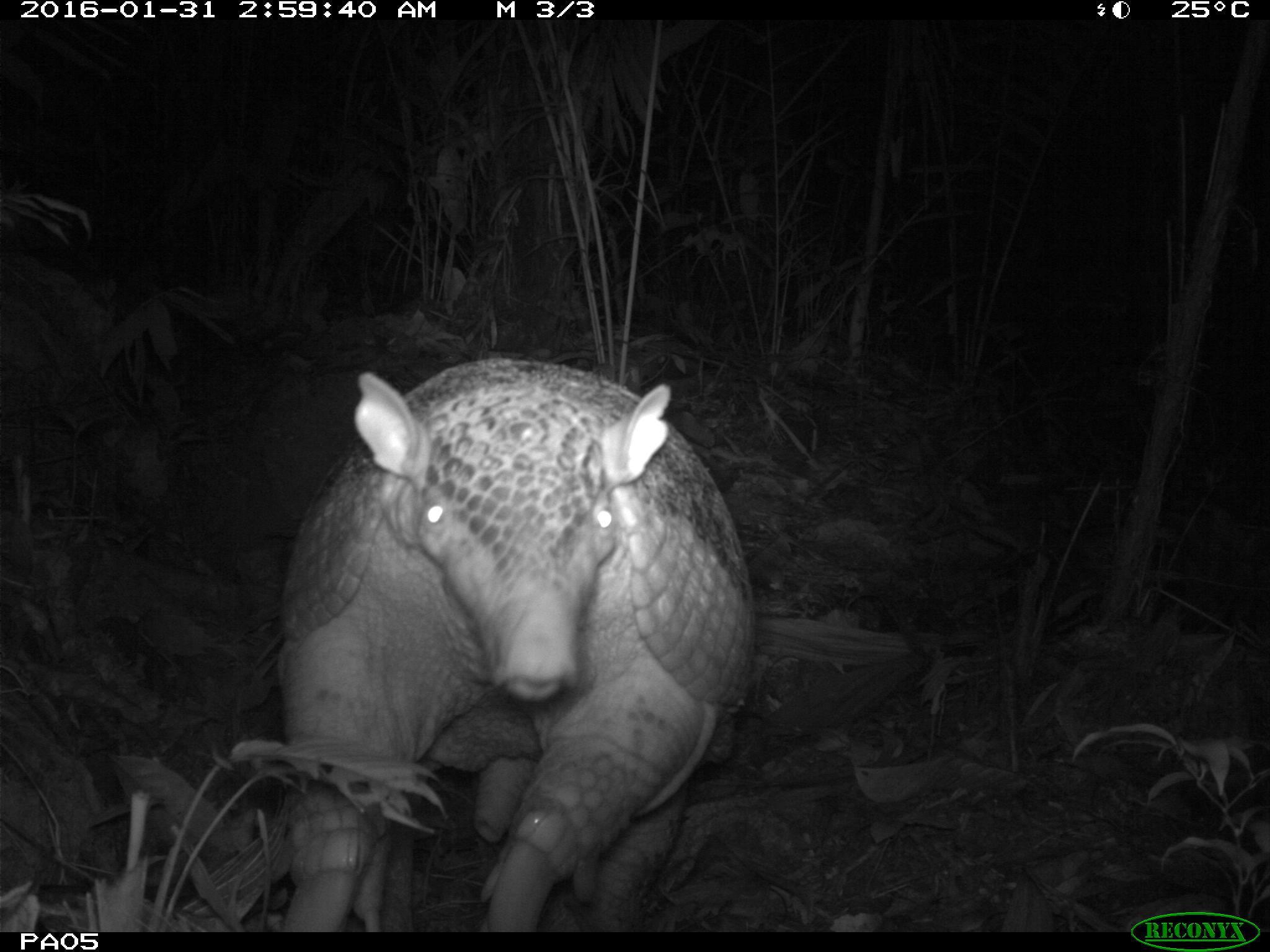 Animal Selfies Captured In Amazon Rain Forest By Field Museum Chicago News Wttw