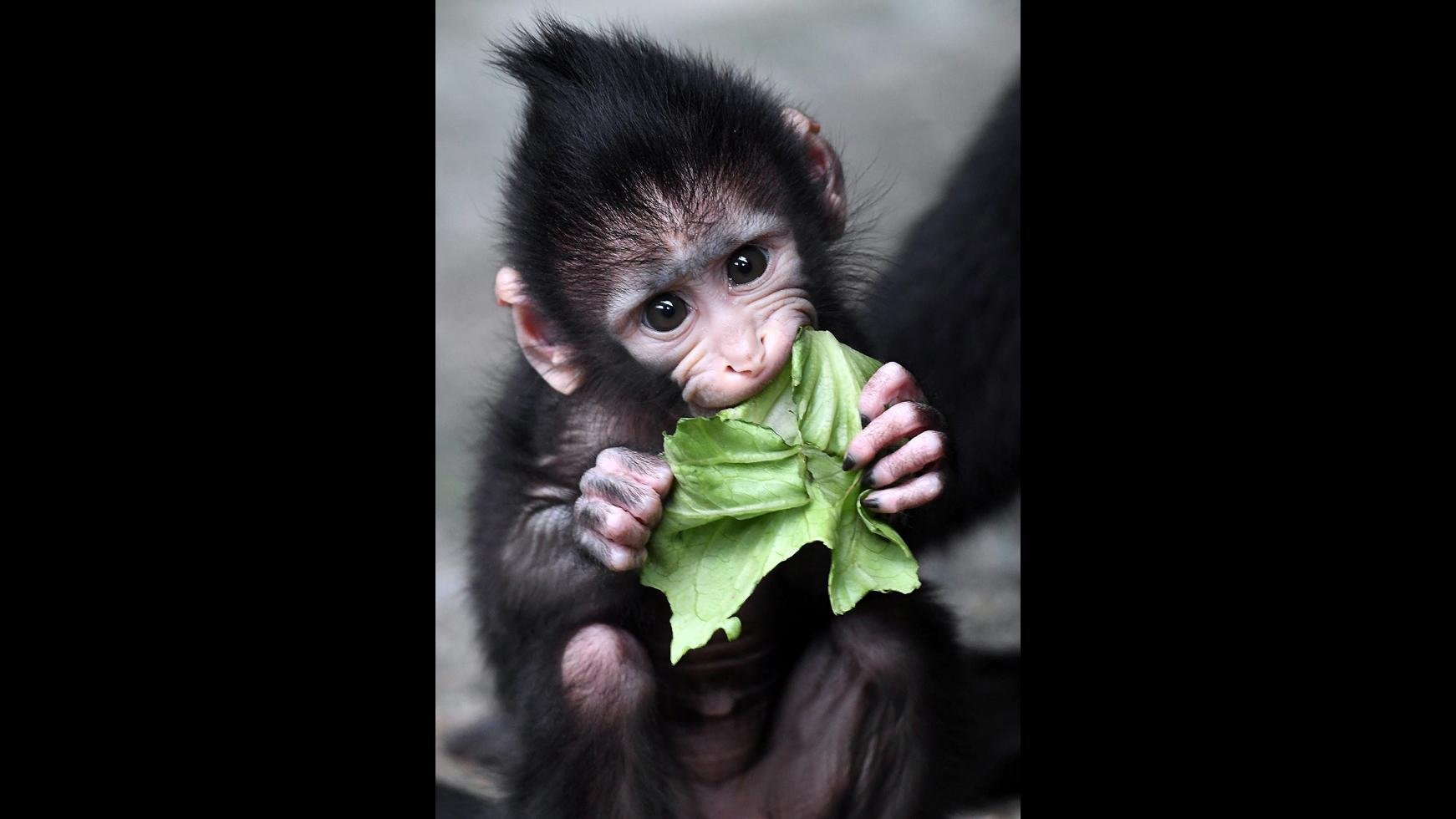 Baby Monkey Born on Fourth of July at Brookfield Zoo