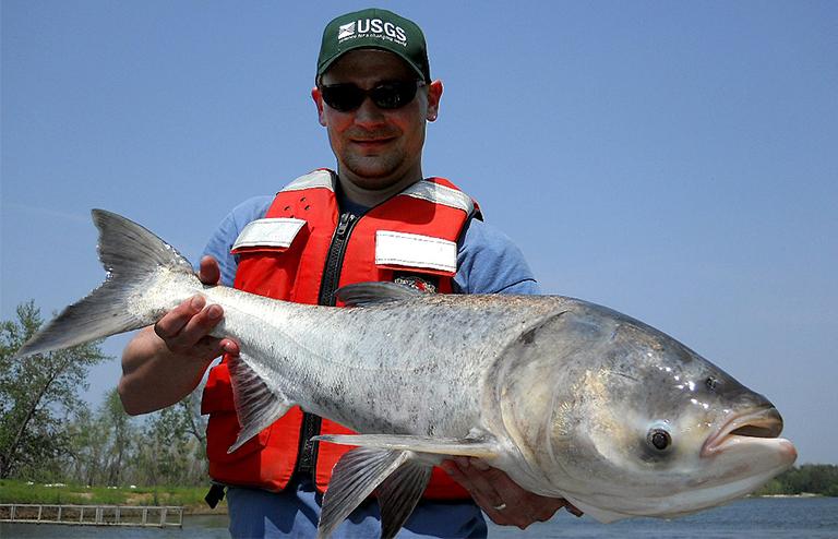 A bighead carp, a type of Asian carp, caught in the Illinois River, the principal tributary of the Mississippi River. There are no North American fish large enough to eat Asian carp, according to the Asian Carp Regional Coordinating Committee. (Photo courtesy U.S. Geological Survey)