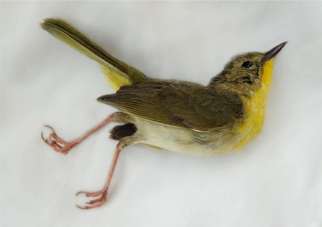 A common yellowthroat. (Art Fox)