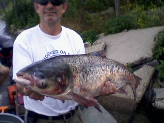 A bighead carp was found in Lake Calumet in 2010. (Illinois Department of Natural Resources)