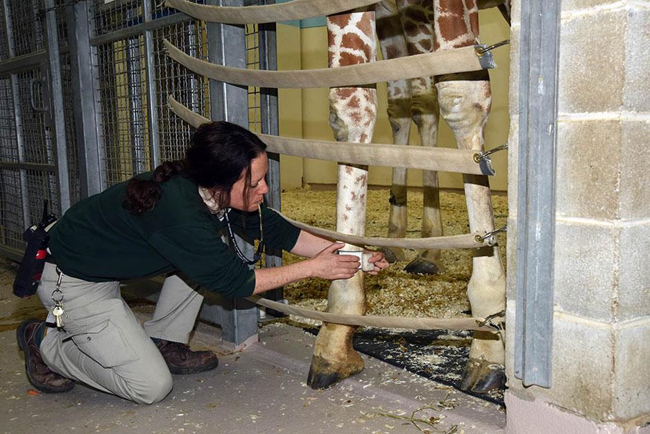 Dara Kelly, senior keeper at Brookfield Zoo, places a customized bracelet on Potoka, a 3-year-old male giraffe. (Courtesy of Brookfield Zoo)