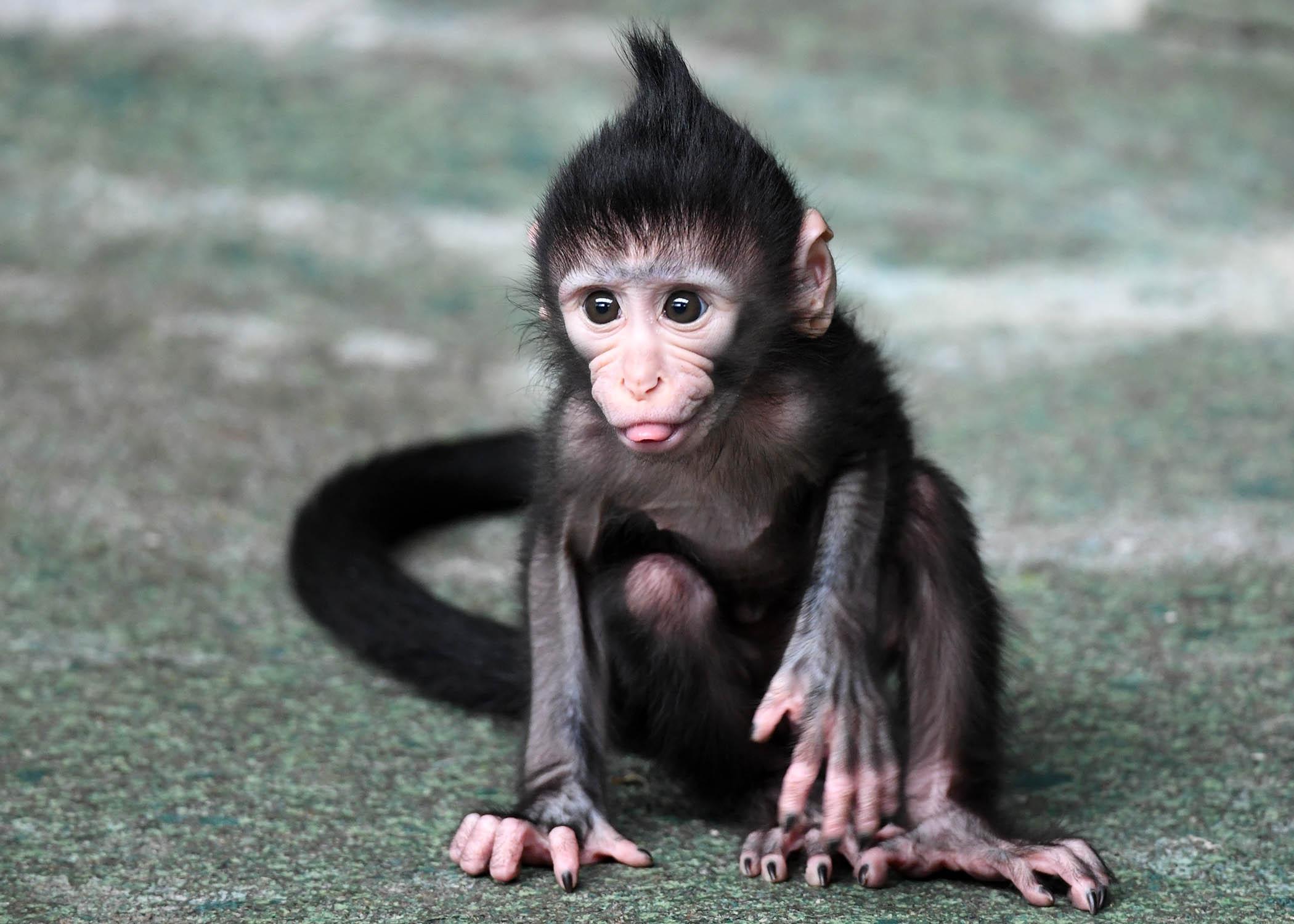 Baby monkey Zingo (Jim Schulz / Chicago Zoological Society)