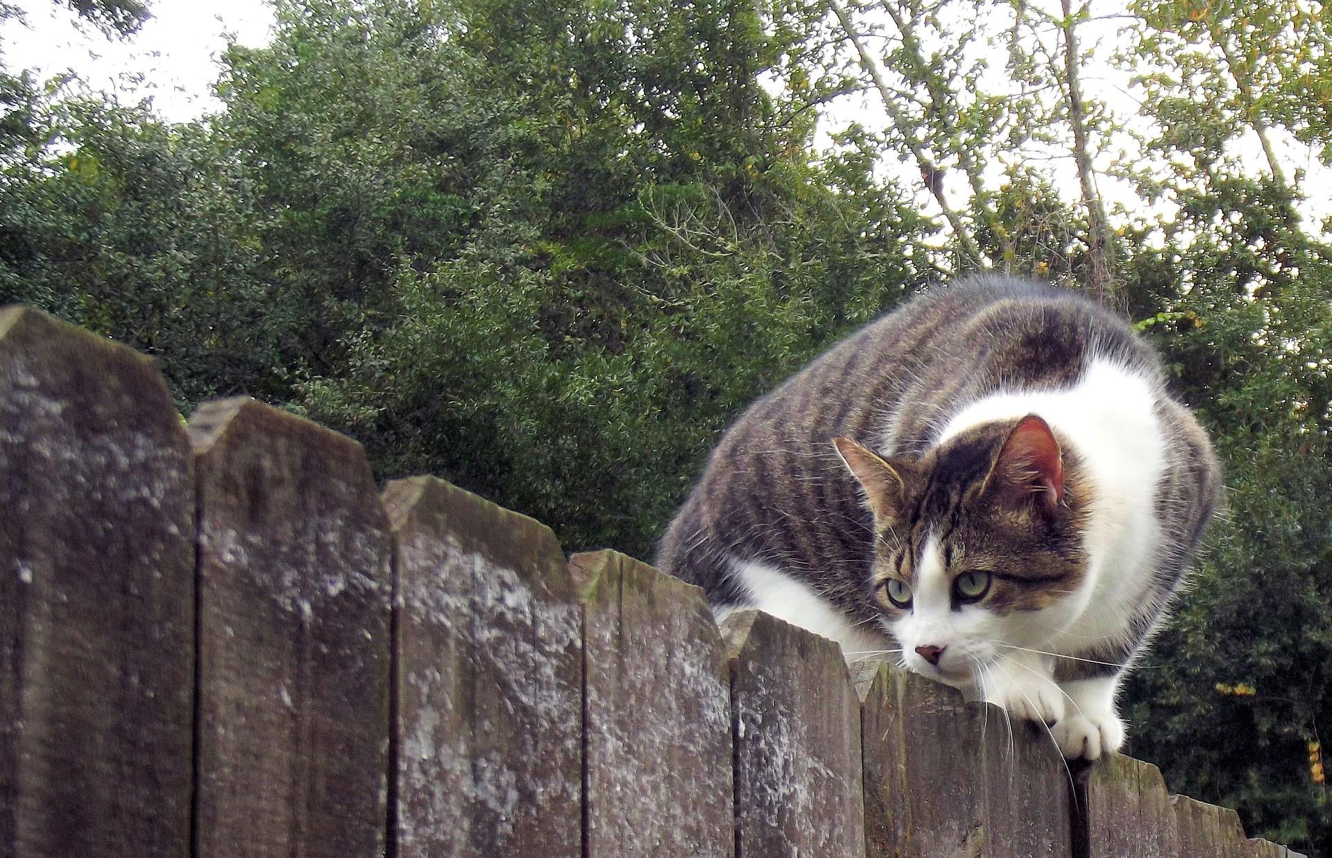 Humane societies that sponsor feral cat colonies in Cook County have been notified to revaccinate all feral cats due to the recent discovery of two rabid outdoor cats.